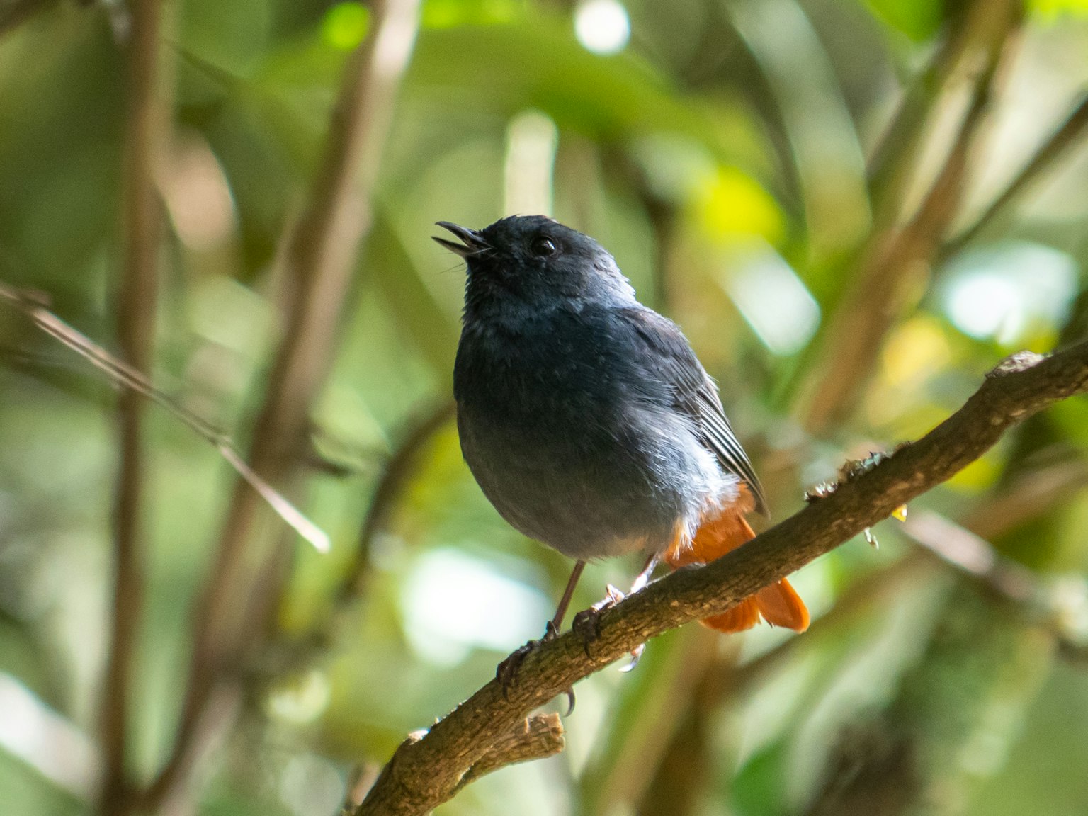 Un uccello blu con una coda arancione che canta su un ramo