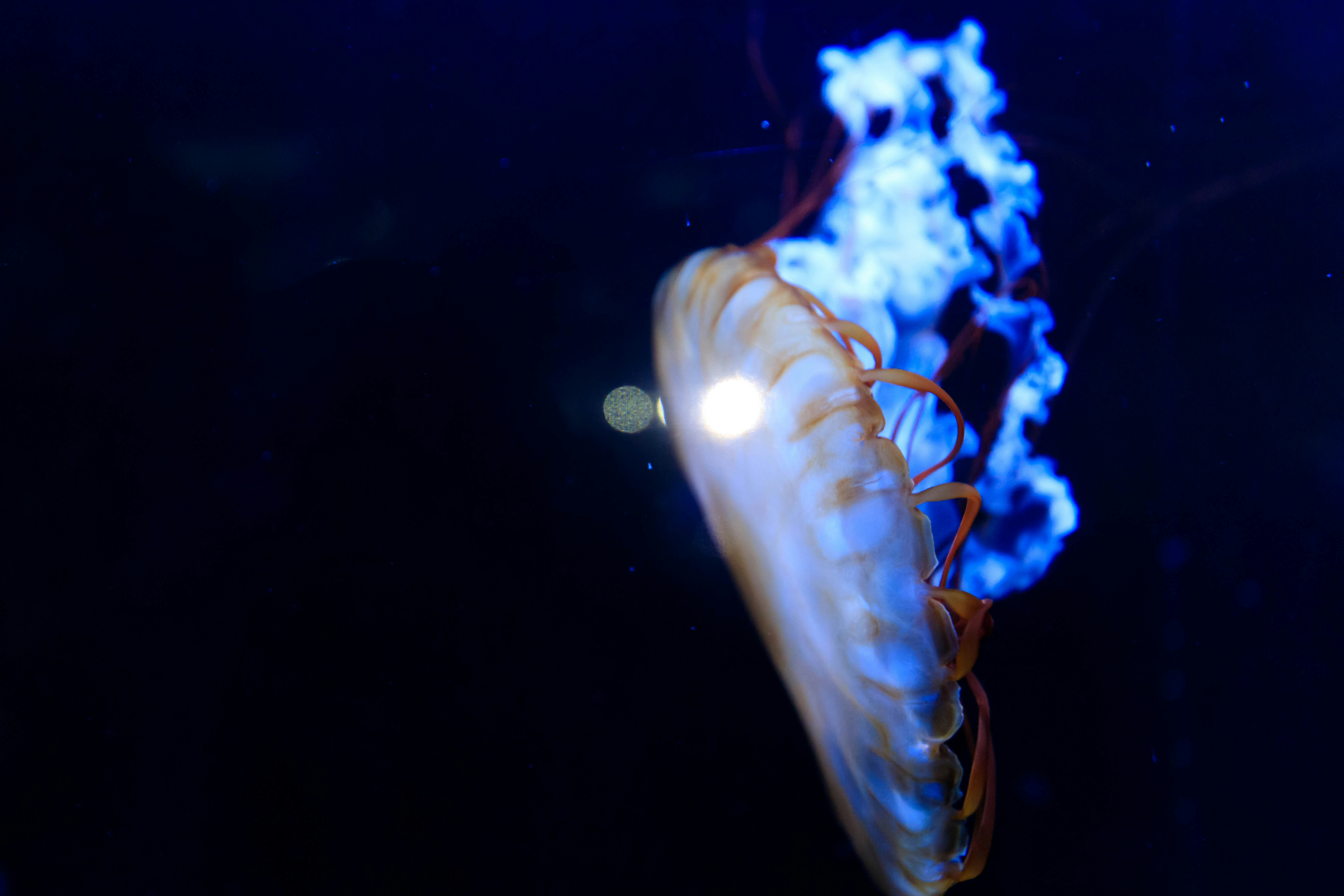 青い炎が立ち上がる手元のクローズアップ