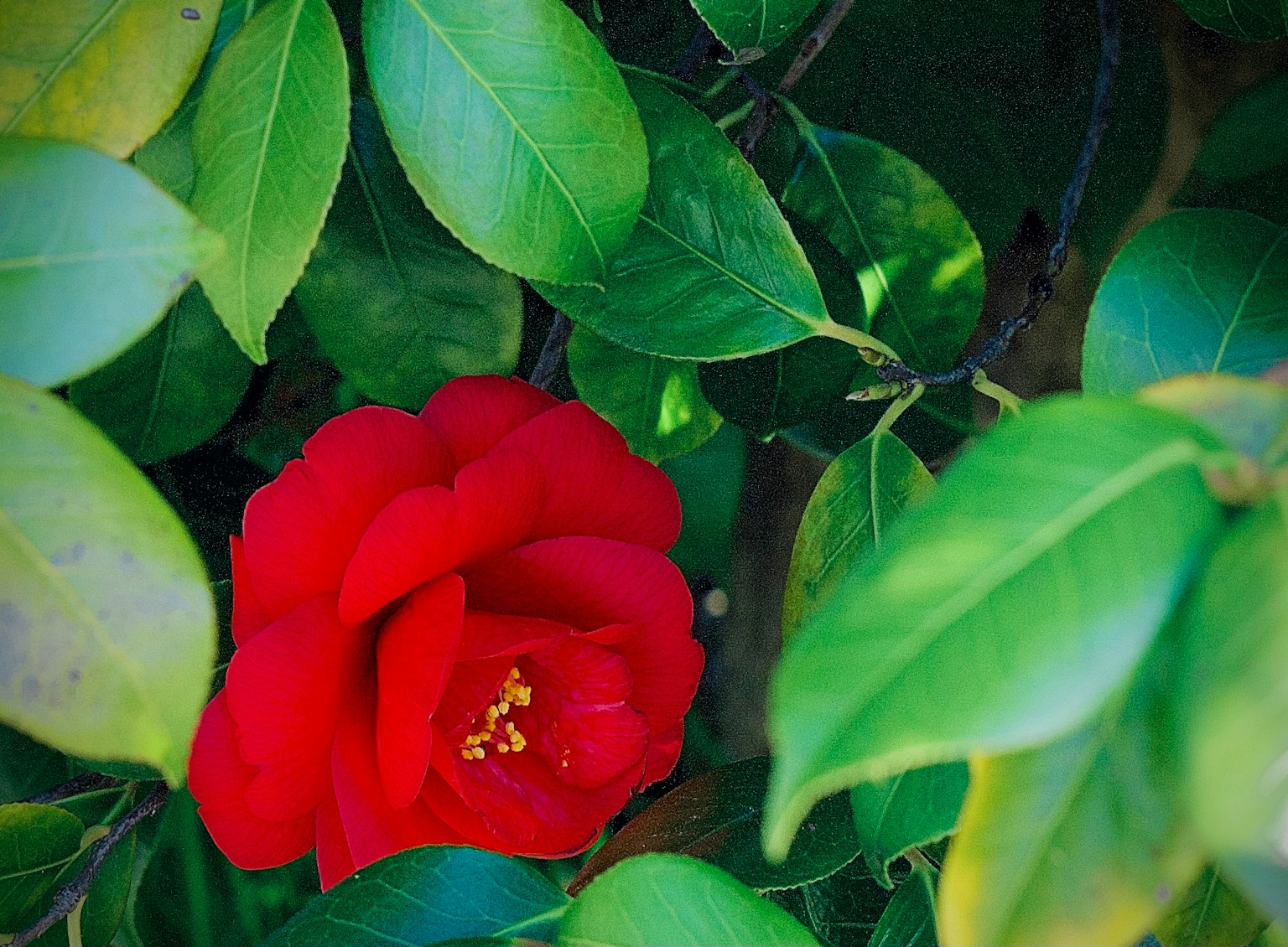 Fiore di camelia rossa circondato da foglie verdi