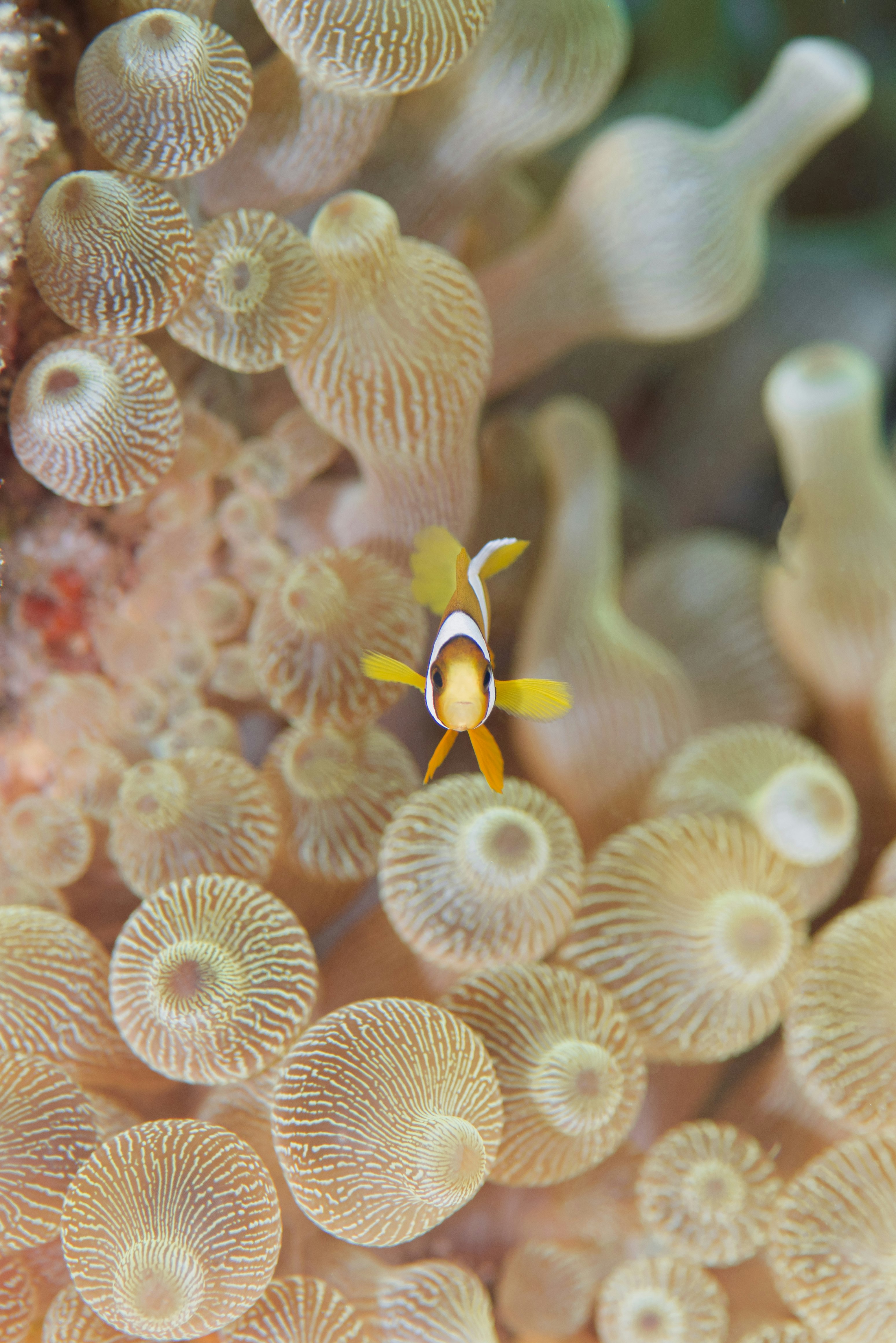 サンゴ礁のイソギンチャクと小さな魚のいる海中景観