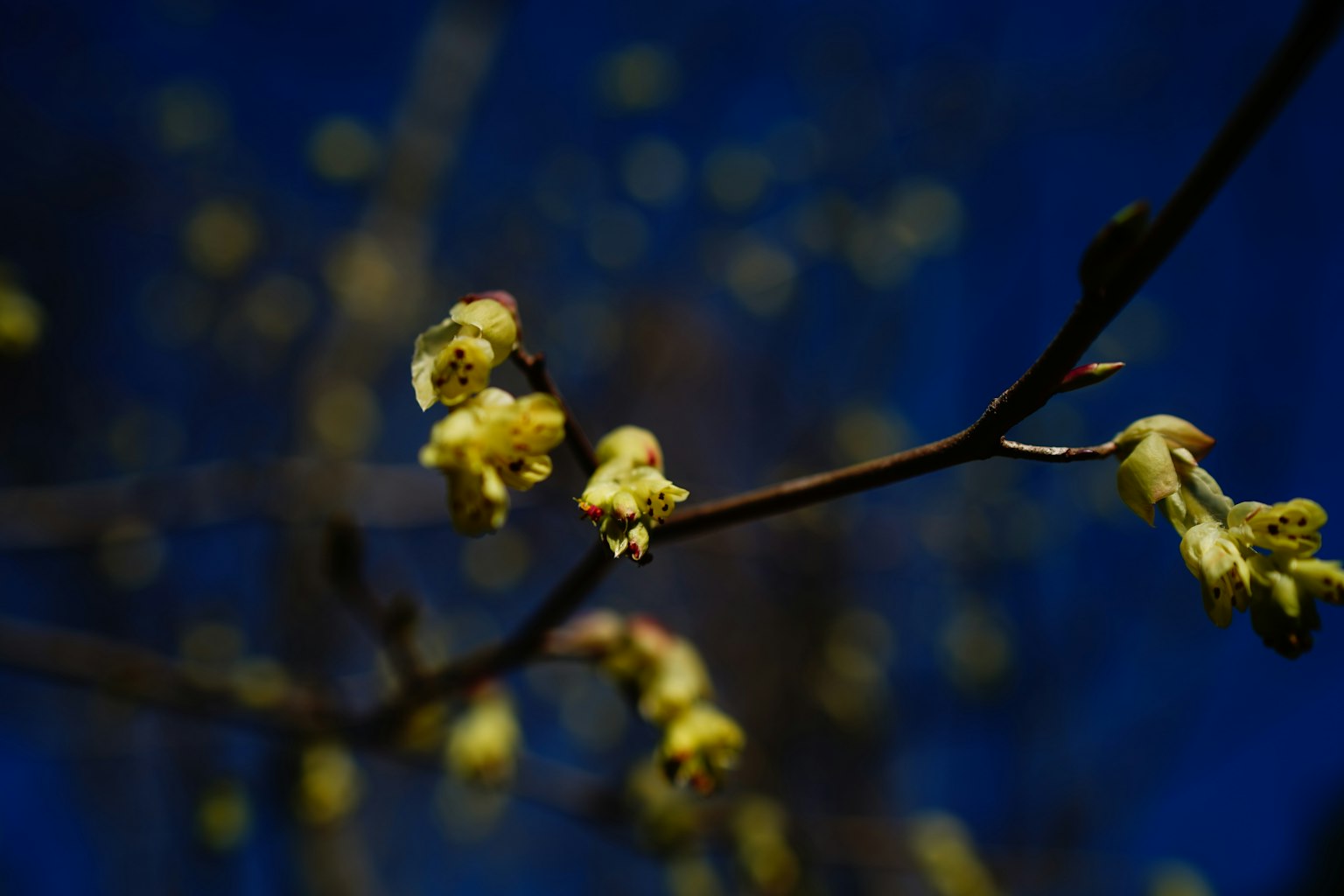 Primo piano di un ramo con fiori gialli su uno sfondo blu