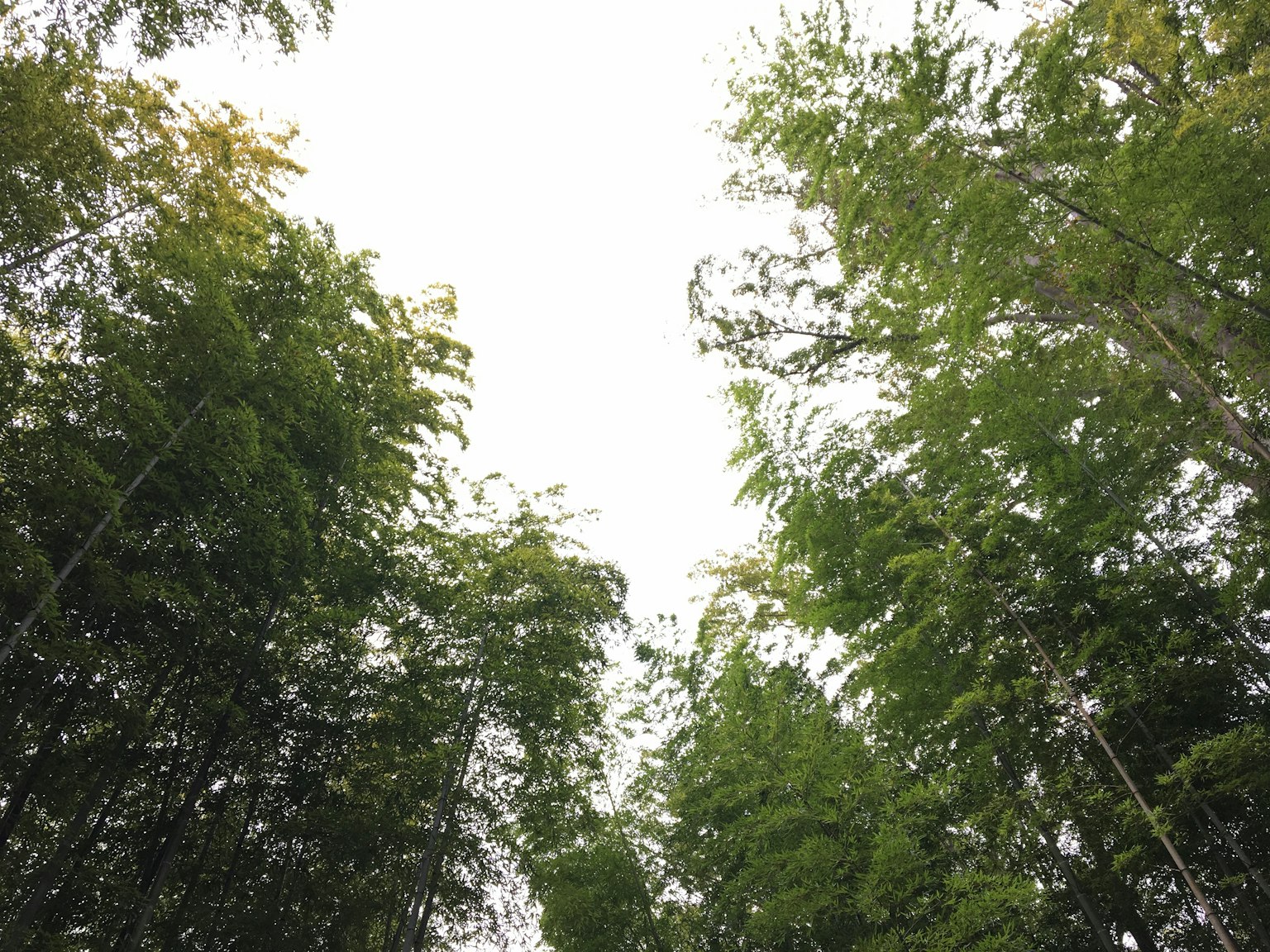 仰望郁郁蔥蔥的竹林的景象