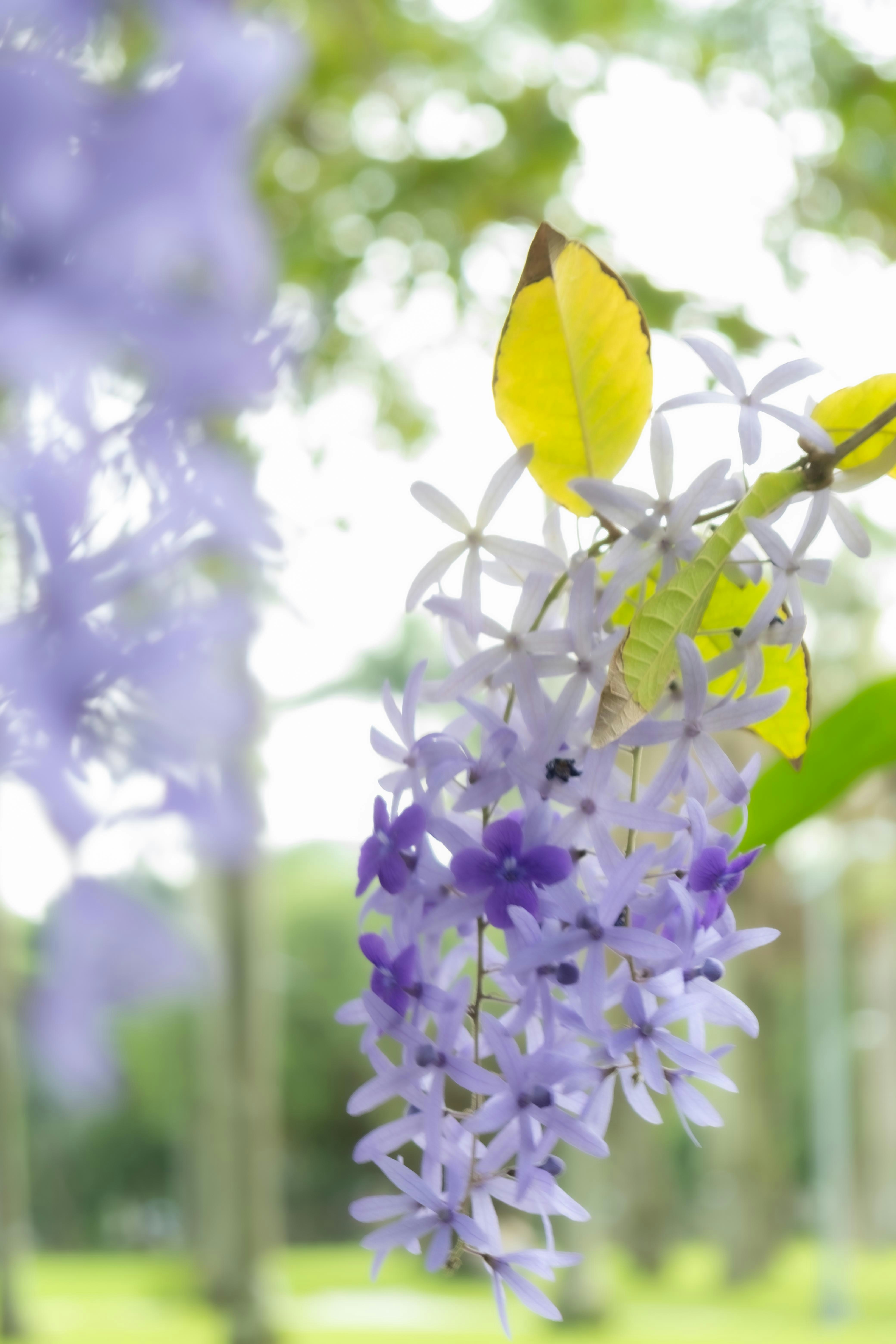 大安森林公園の藤の花が咲く花房
