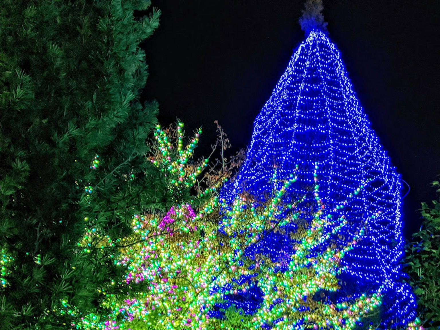Scena notturna con una torre decorata con luci blu e fogliame verde