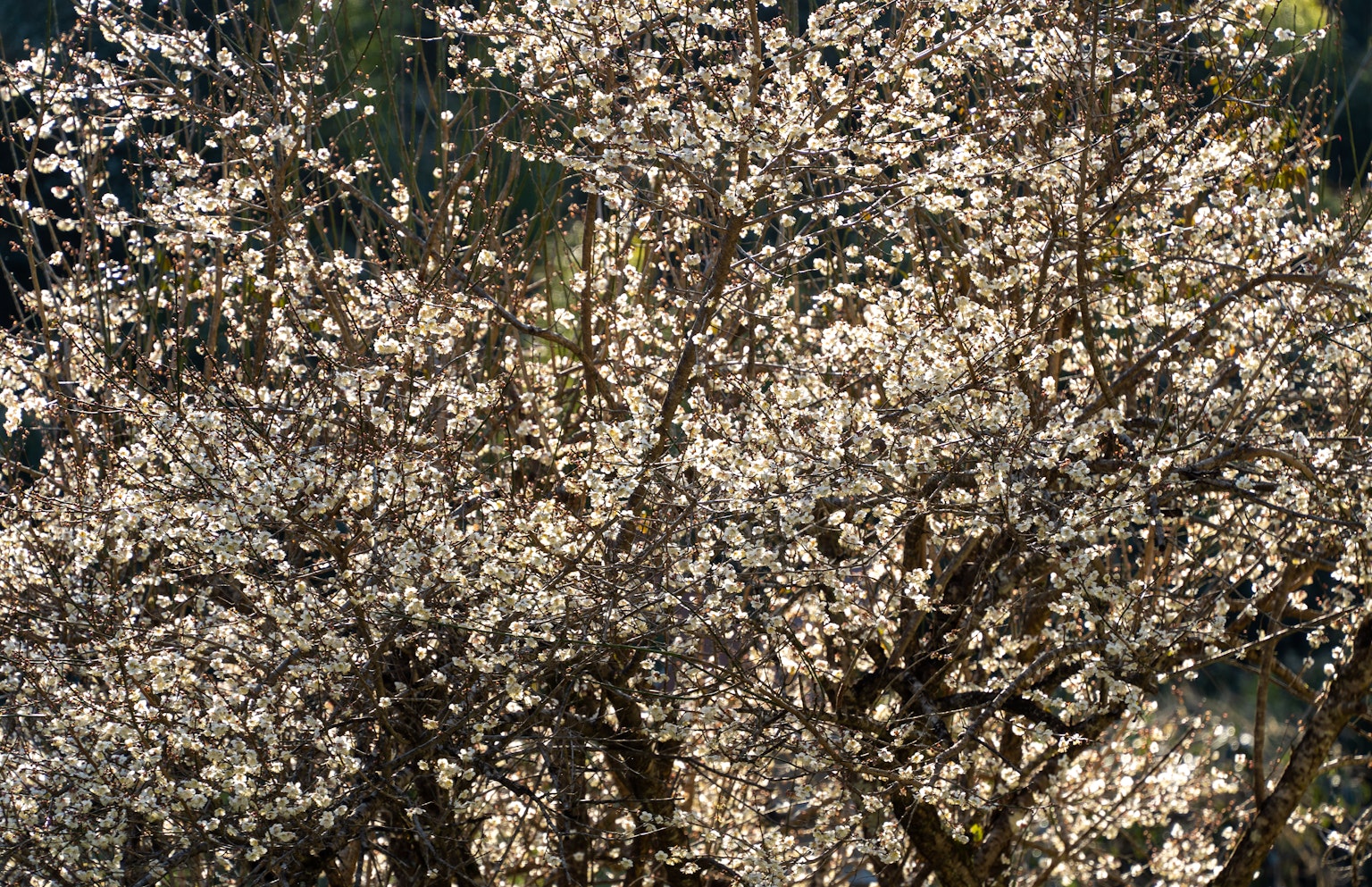 Close-up pohon sakura yang sedang mekar dengan bunga putih