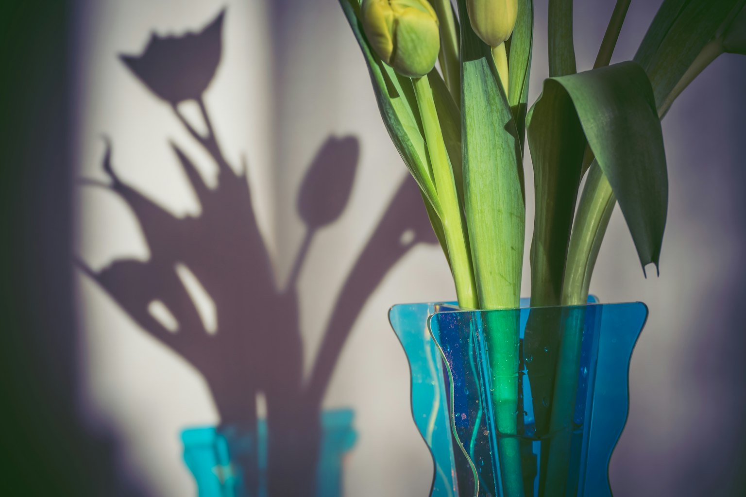 Tulips in a blue vase casting shadows on the wall