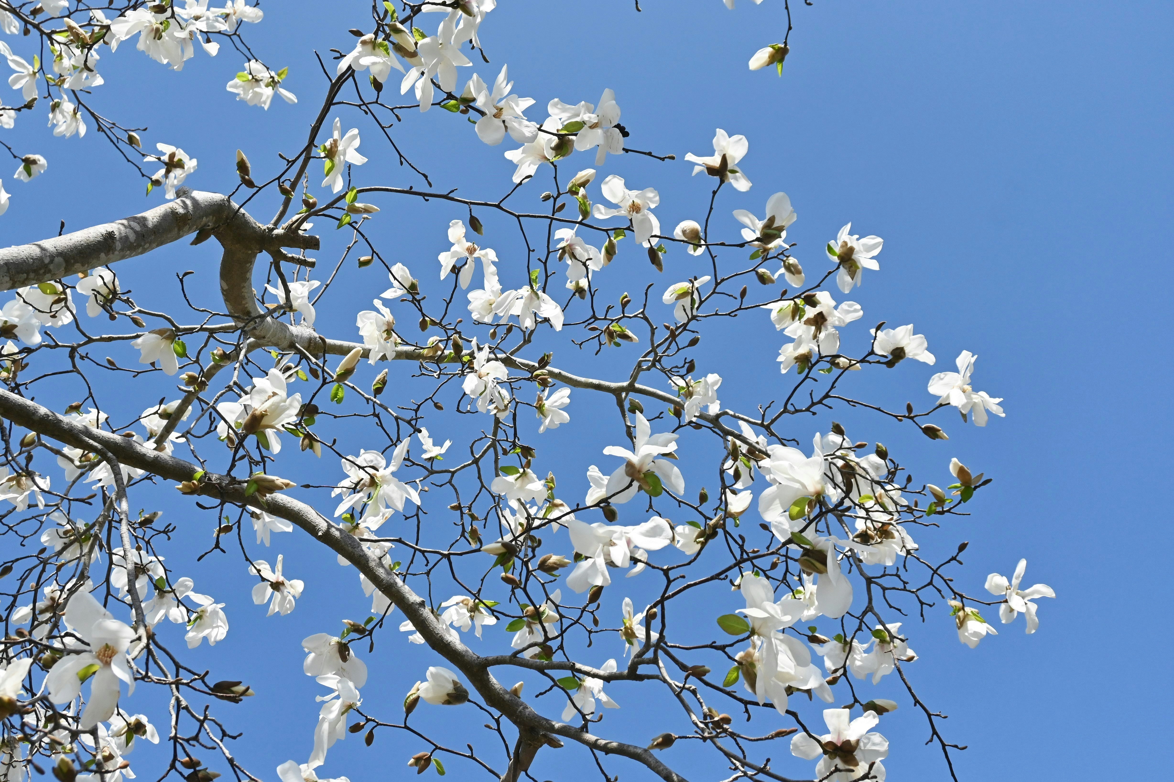 青空に咲く白い花の枝