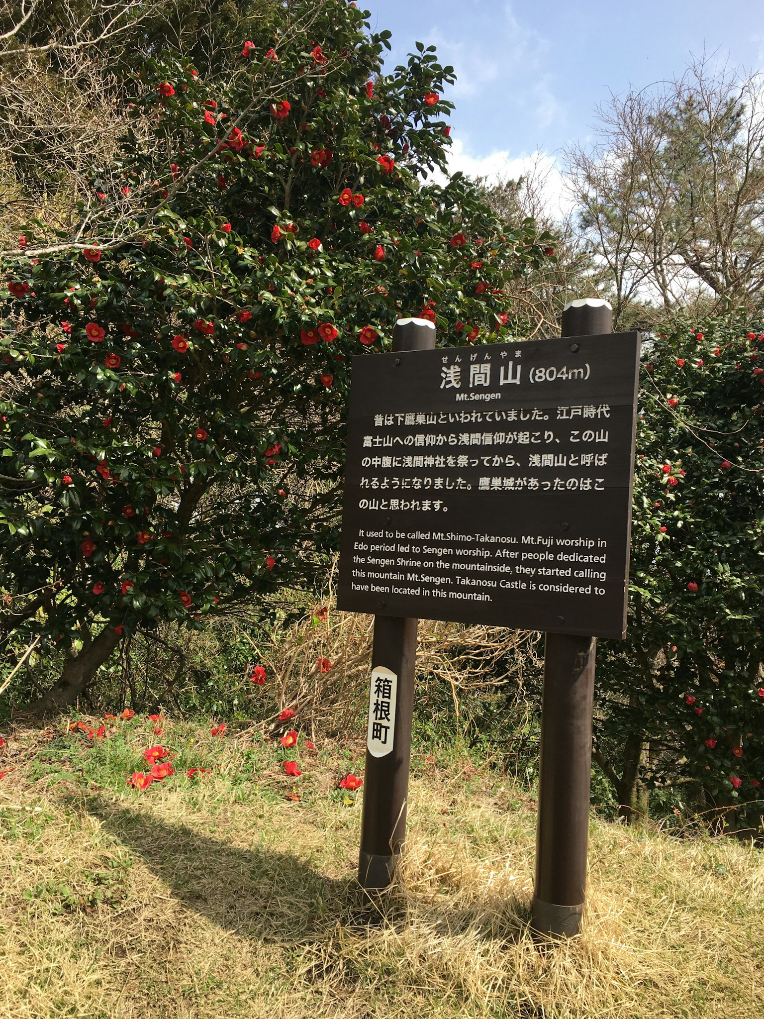 Vue pittoresque de fleurs de camélia sur une colline avec un panneau d'information