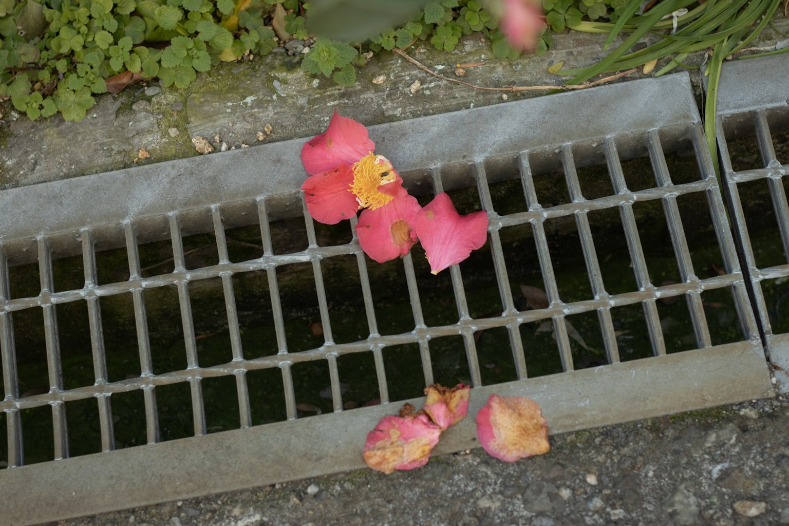 Pink flower petals scattered over a drain