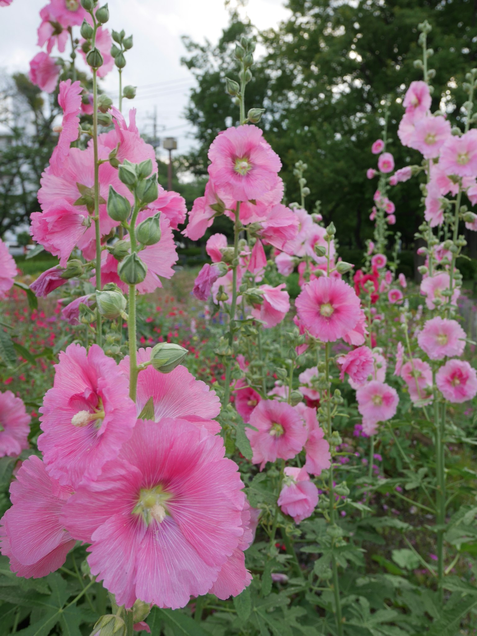 Una vibrante exhibición de malvas rosadas en un entorno verde