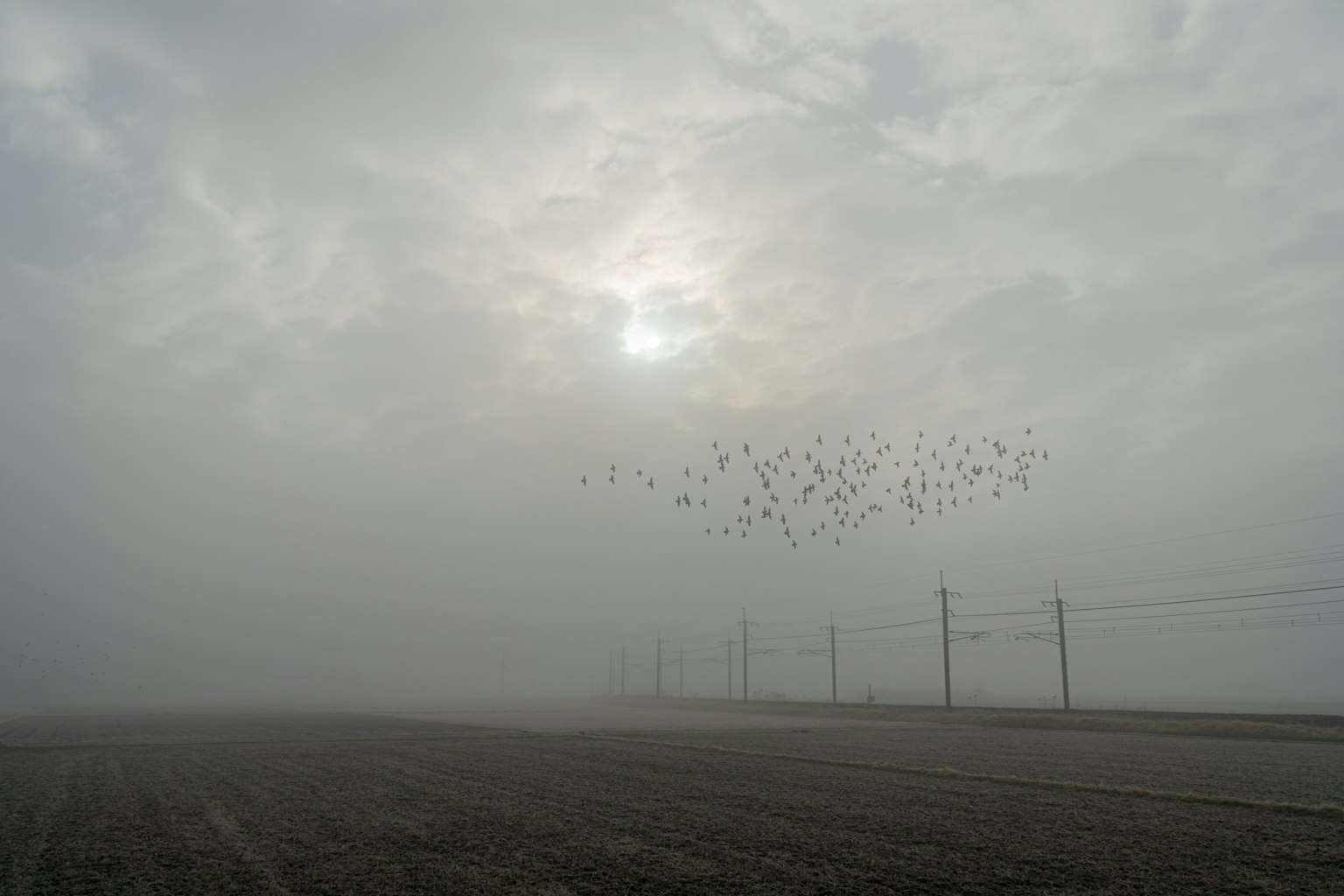 Soleil obscurci par le brouillard avec des silhouettes d'oiseaux en vol
