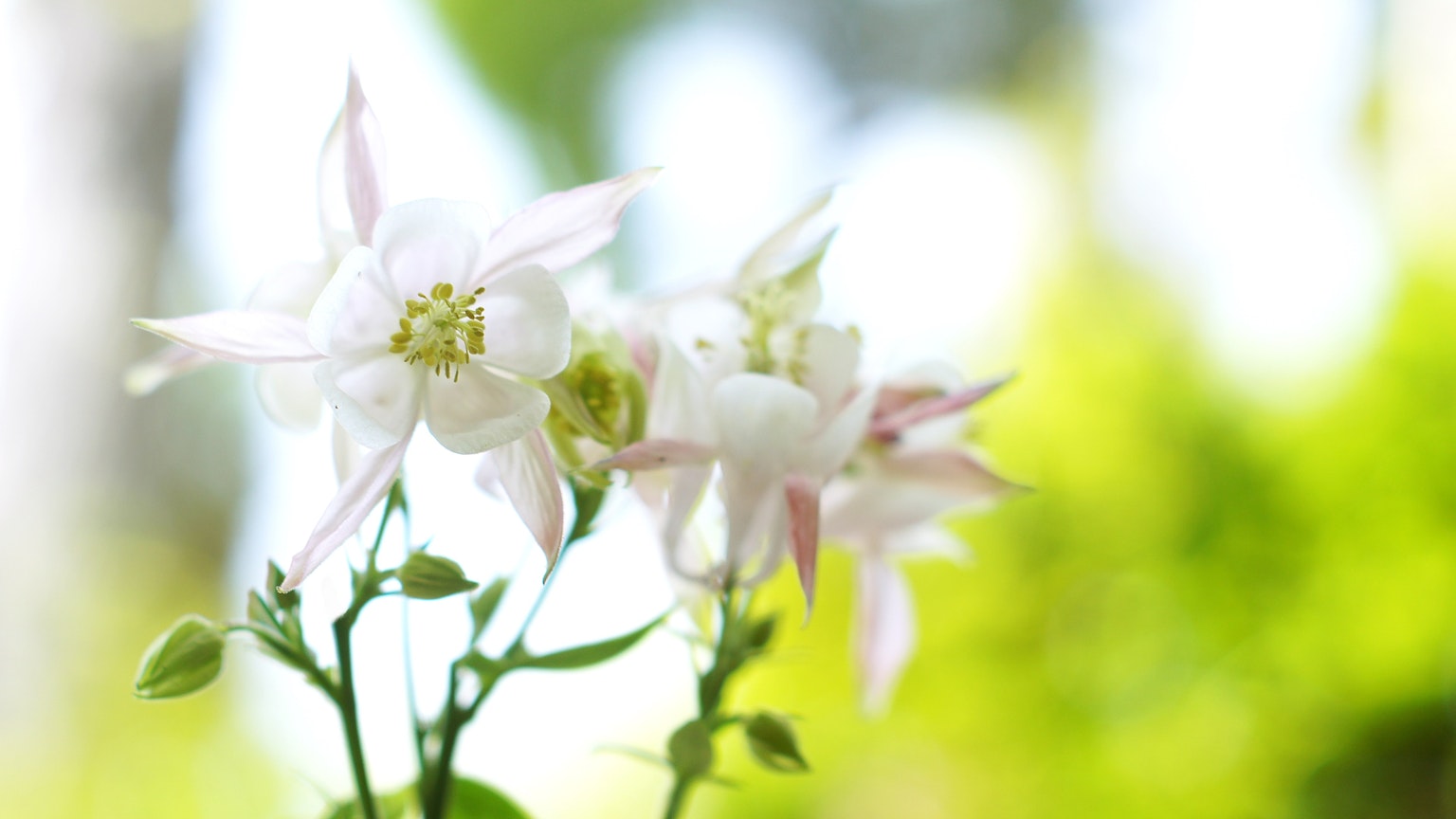 Image of white flowers blooming with a green background