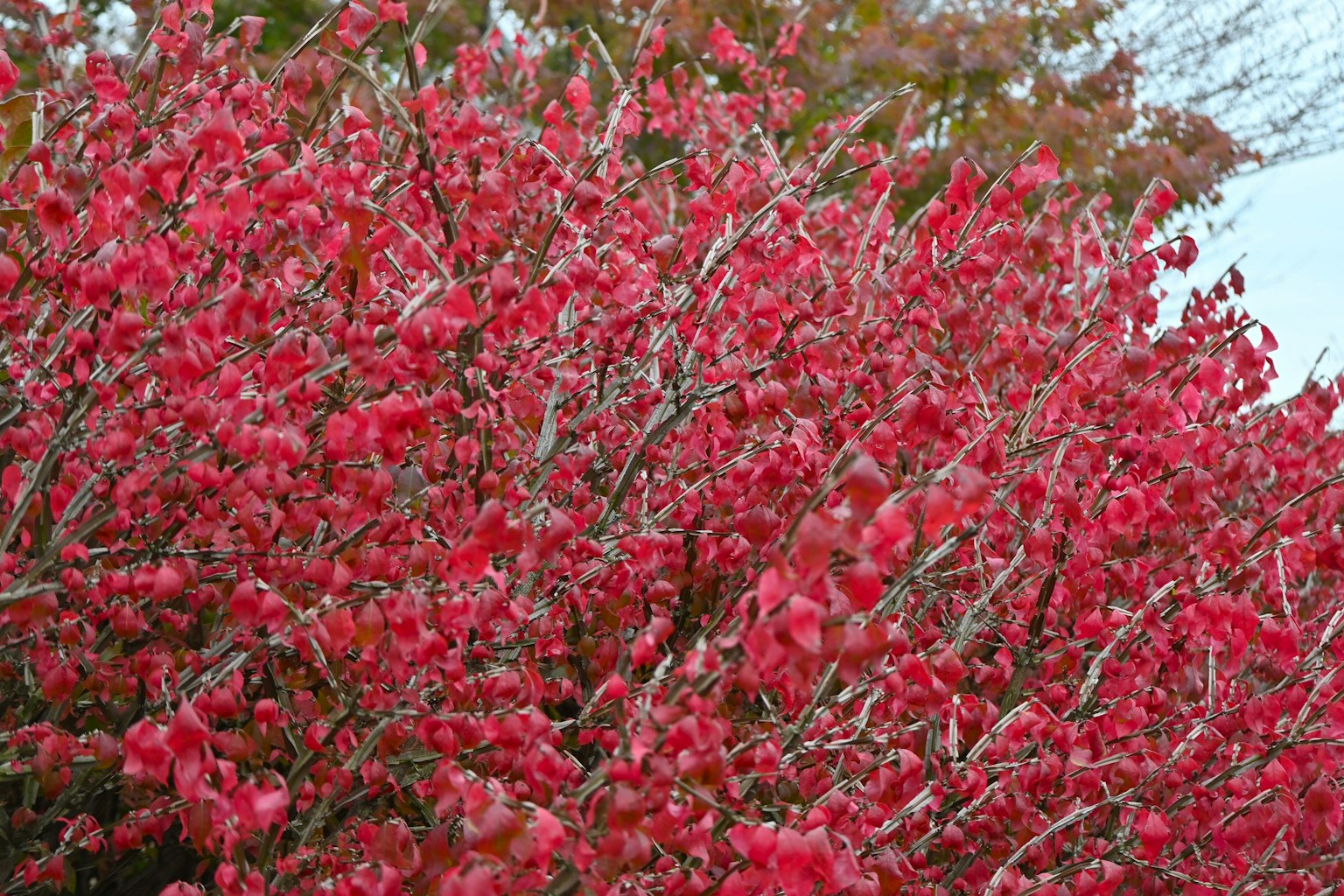 Acercamiento de un arbusto con hojas rojas vibrantes