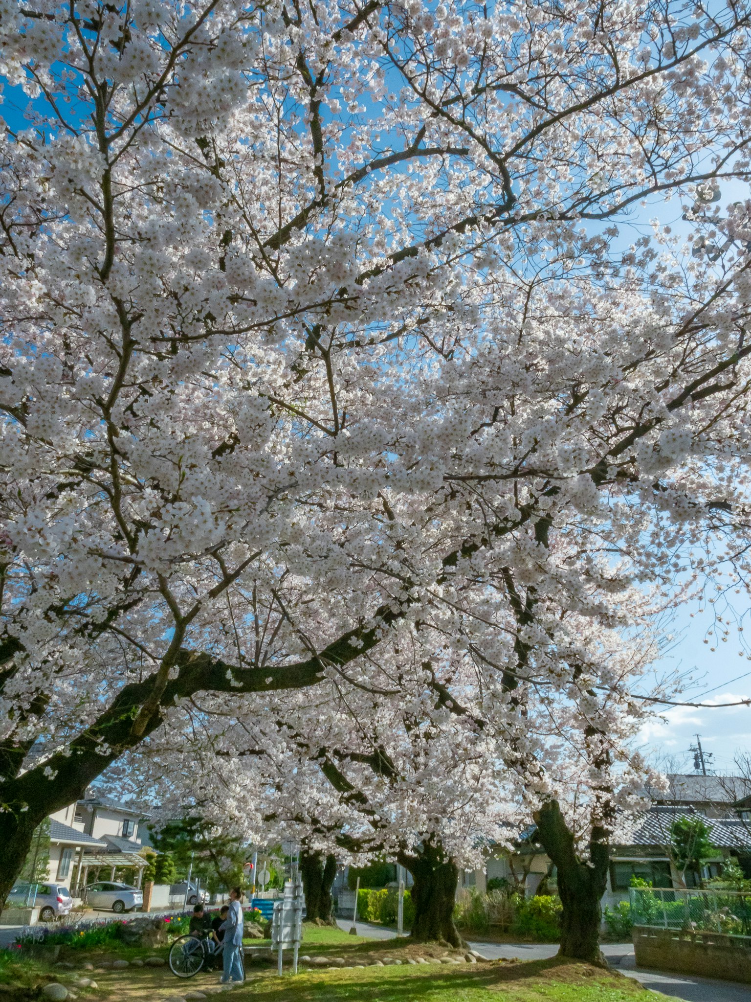Alberi di ciliegio in fiore sotto un cielo blu