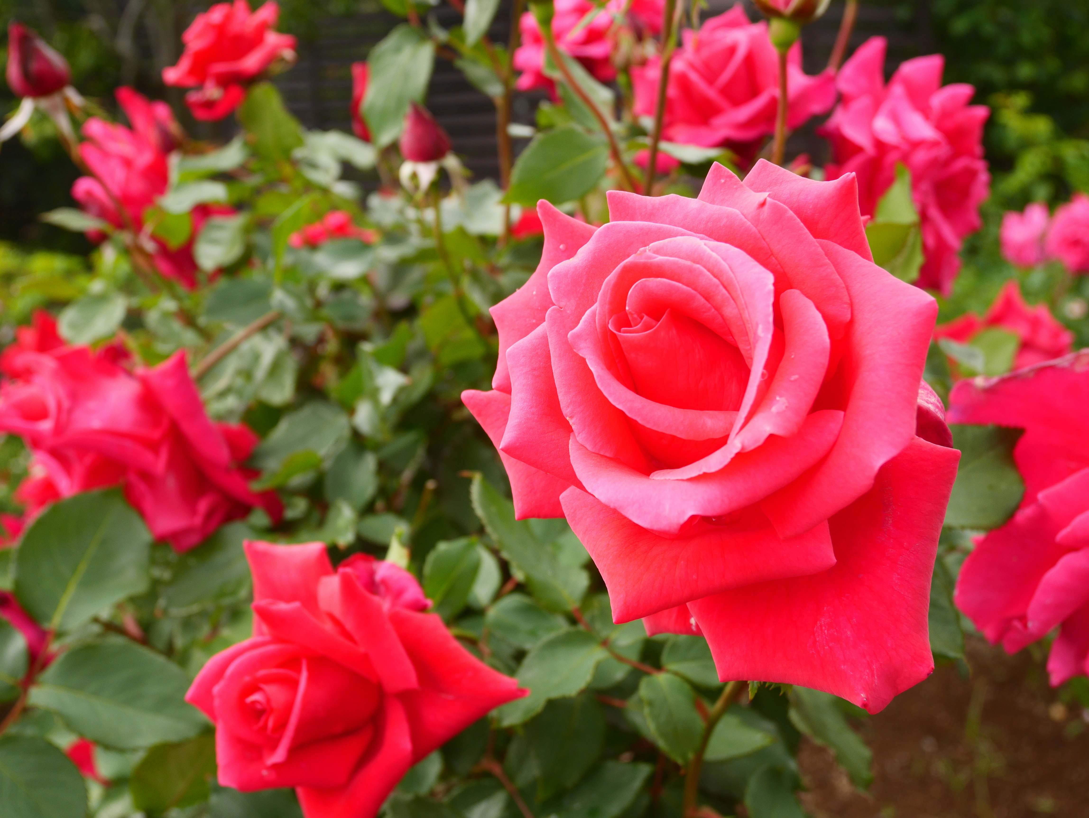 春の赤やピンクのバラが咲くバラ園の花畑