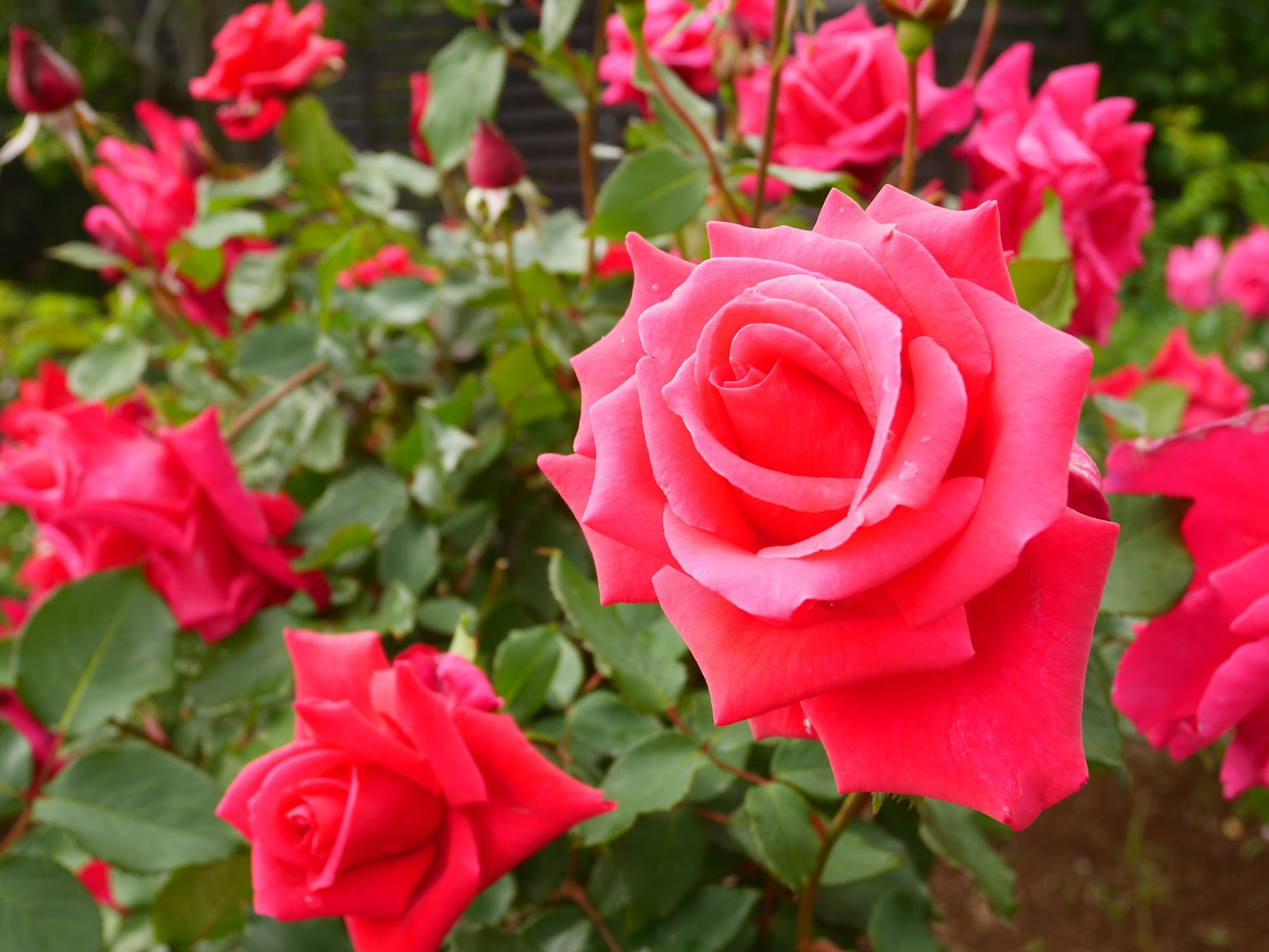 Lebendige rosa Rosen blühen in einem Garten