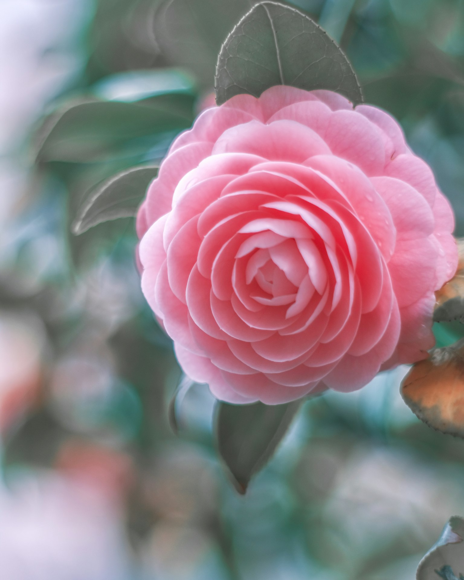 Une fleur de camélia rose pâle se détache parmi les feuilles vertes