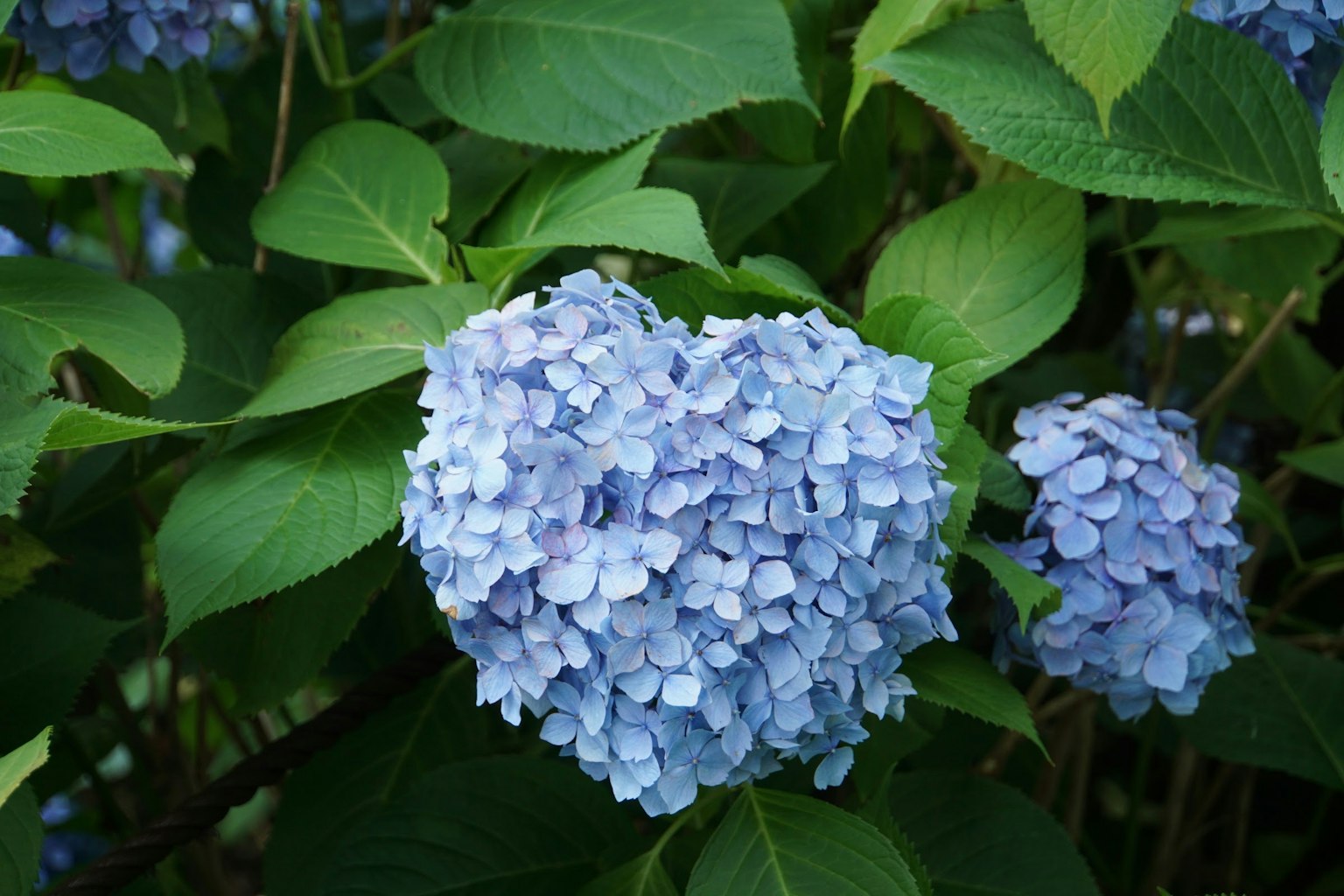Flor de hortensia azul con hojas verdes