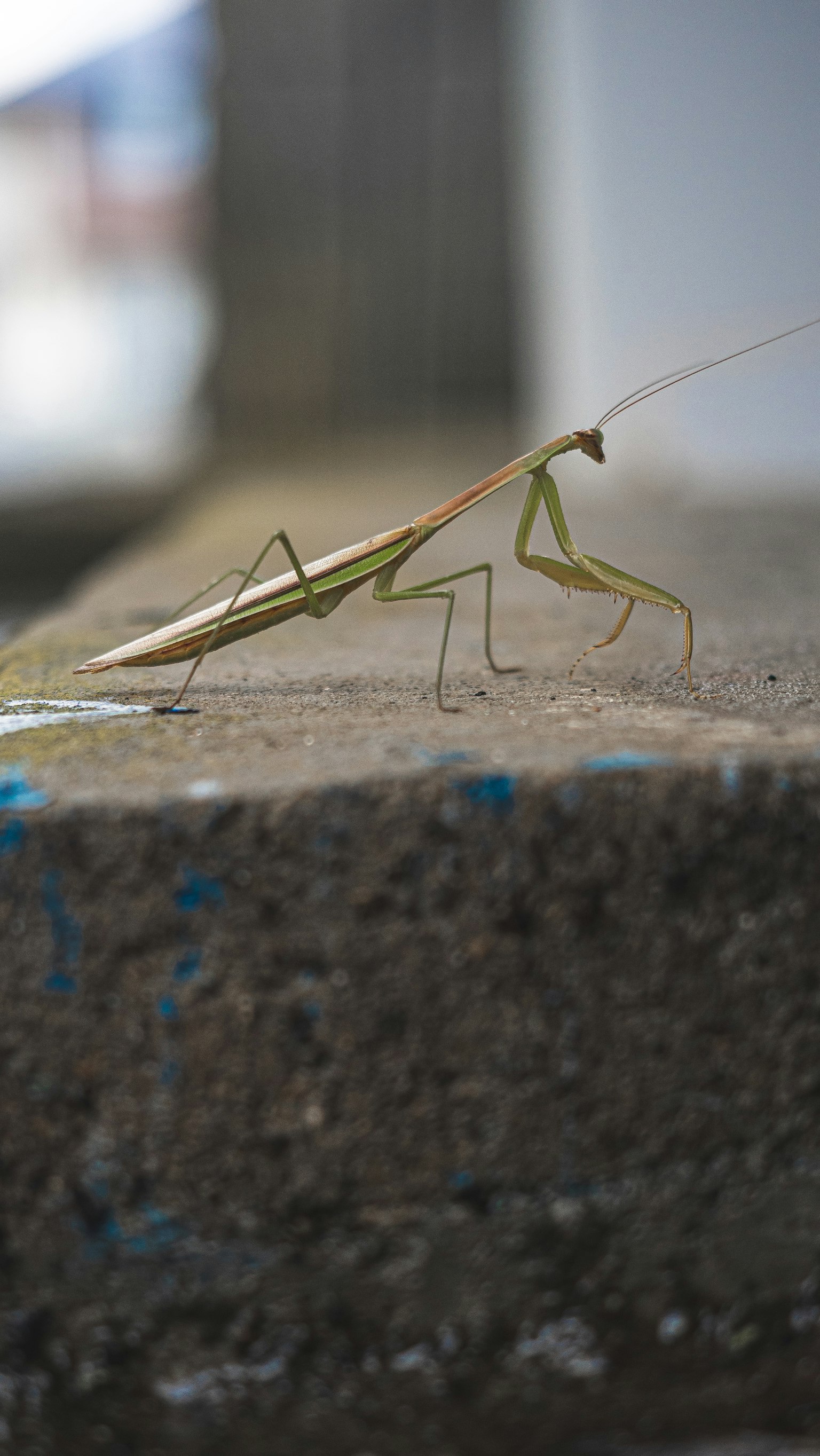Une mante verte sur une surface en béton