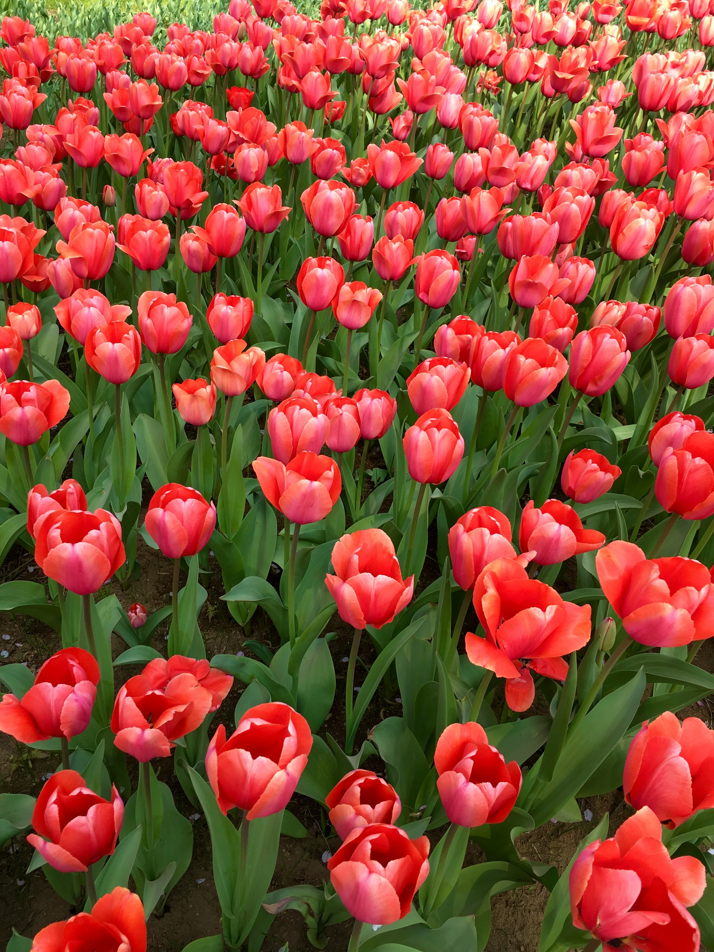 春の赤いチューリップ畑の花の群生