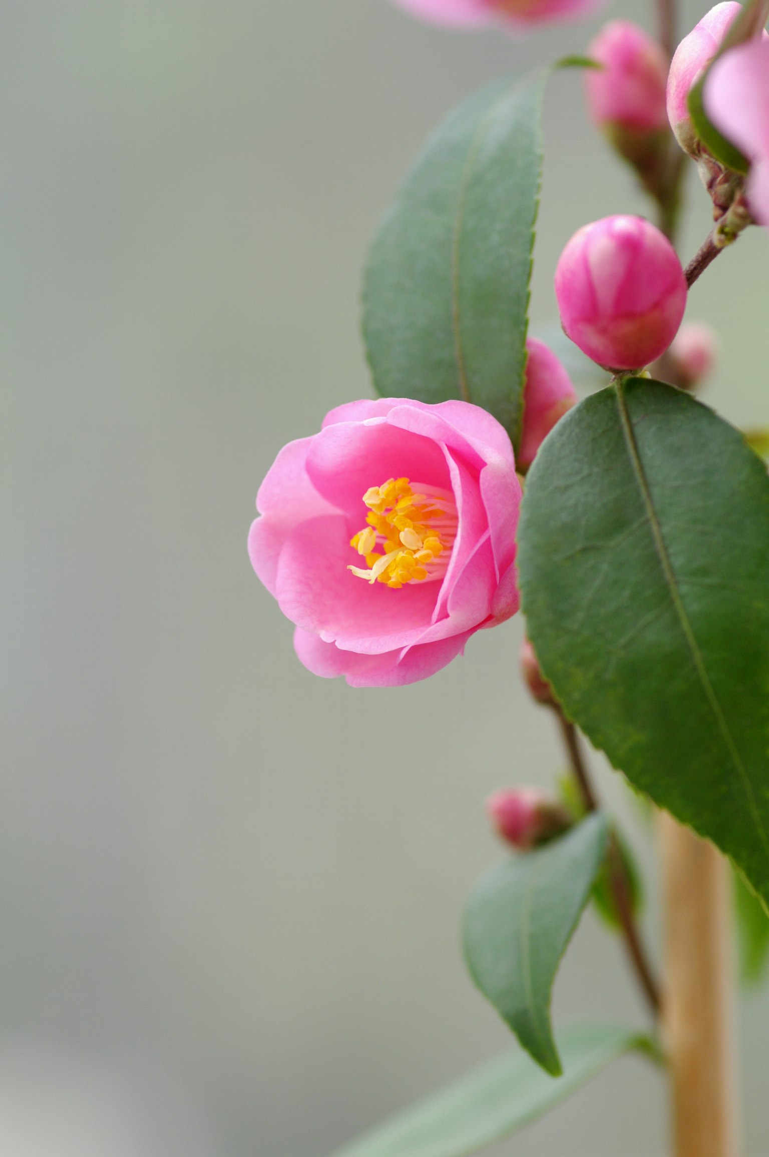 Close-up of a pink flower with yellow stamens and green leaves
