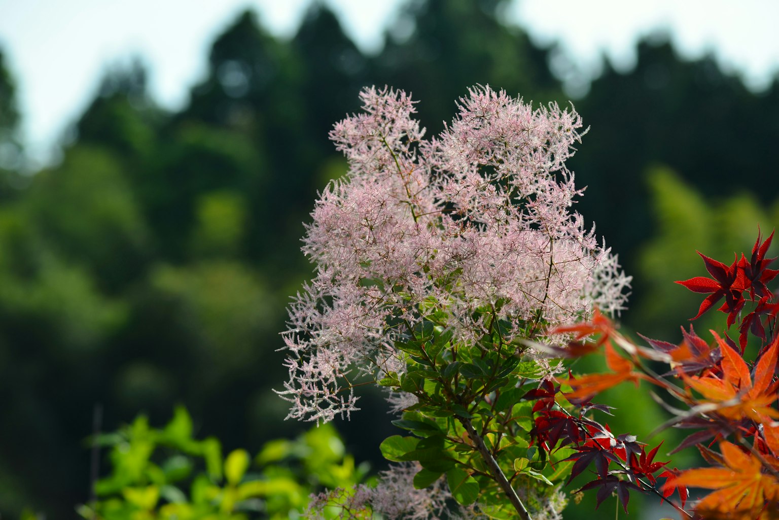 特写照片，展示了一种带有浅粉色花朵和绿色叶子的植物