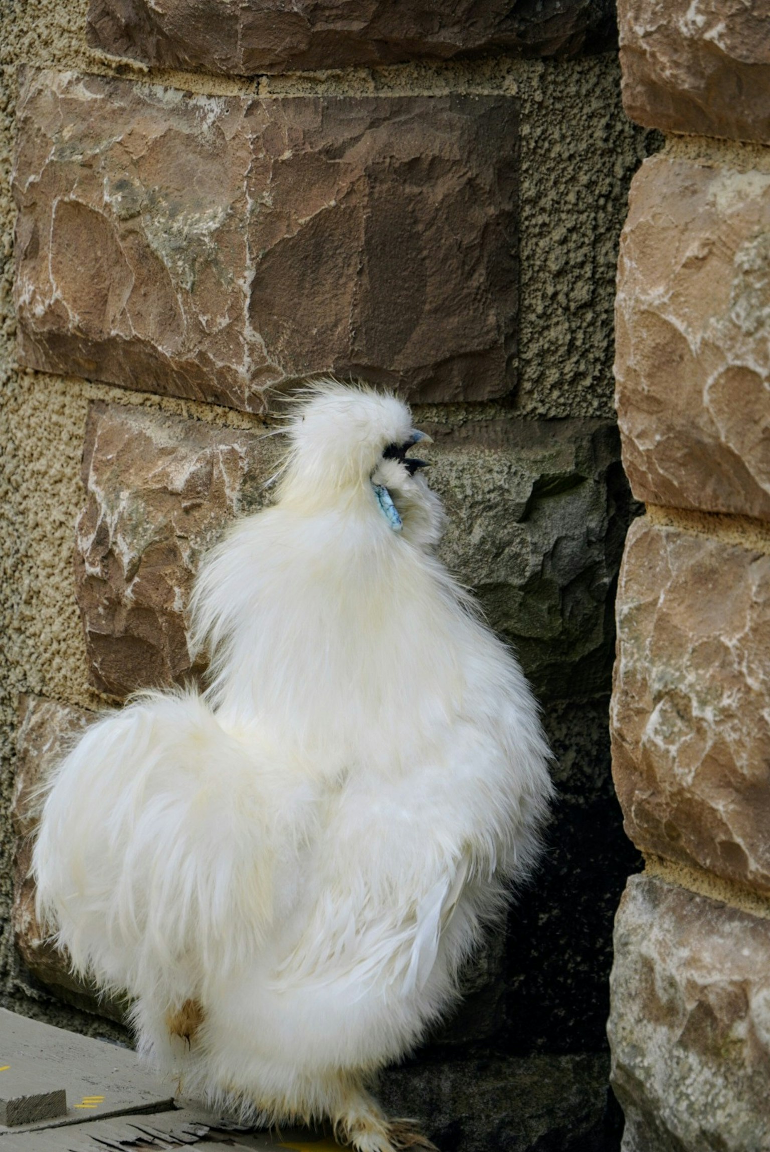 Un pollo Silkie bianco e soffice vicino a un muro di pietra