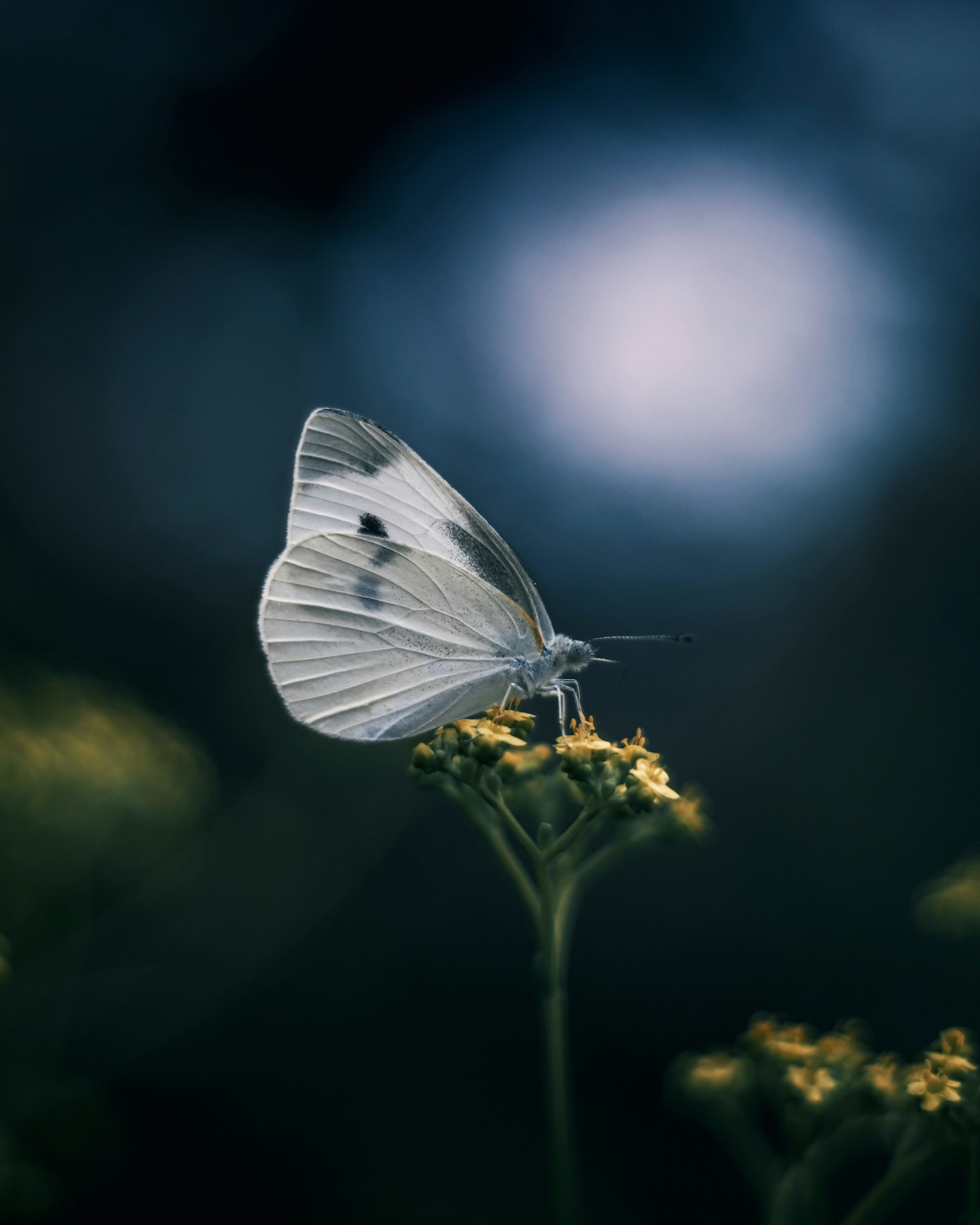 Weißer Schmetterling auf einer Blume mit blauem Hintergrund