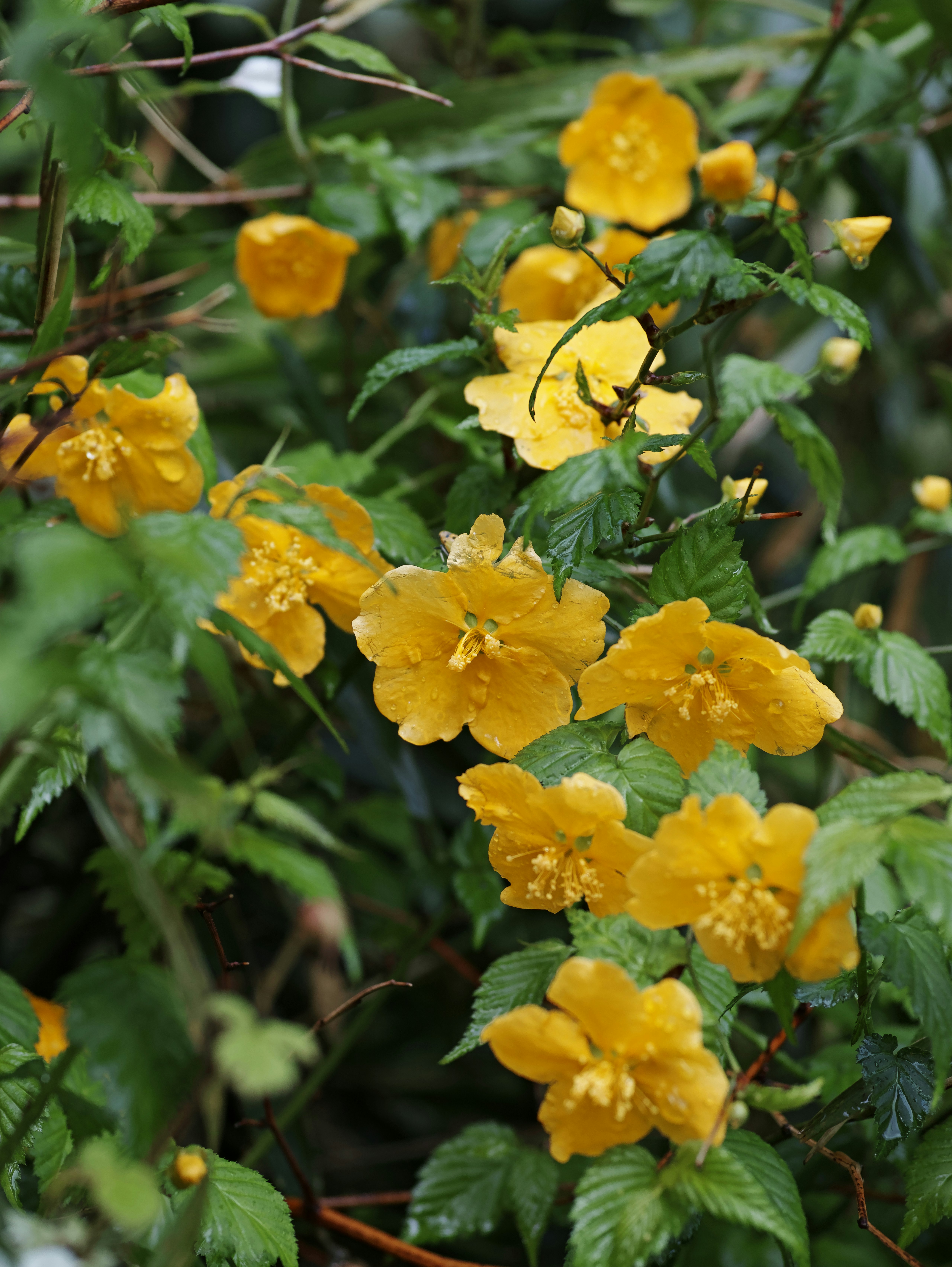 黄色い花と葉が茂る植物のクローズアップ