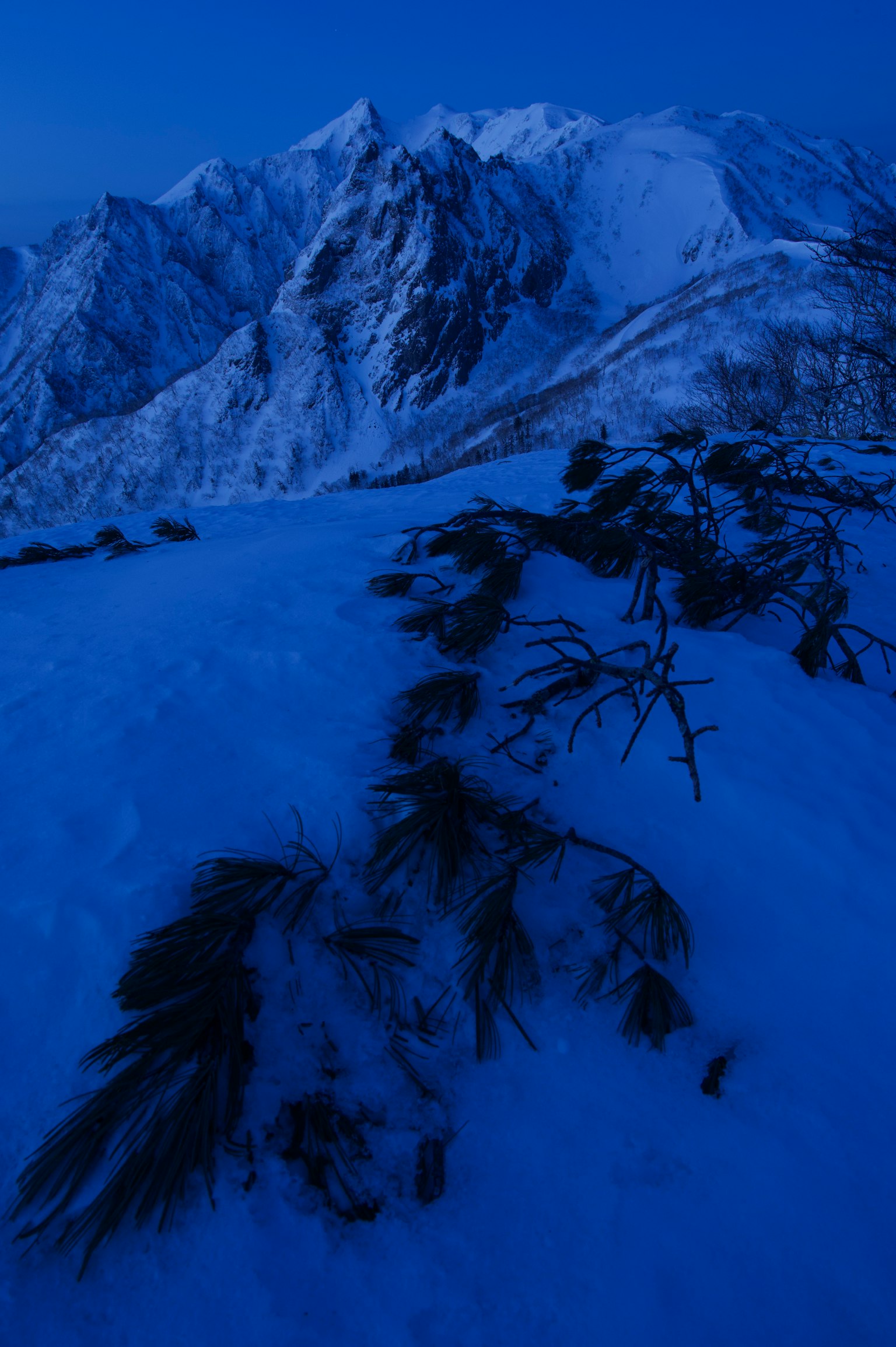Montagnes enneigées avec des plantes dans une lumière bleue