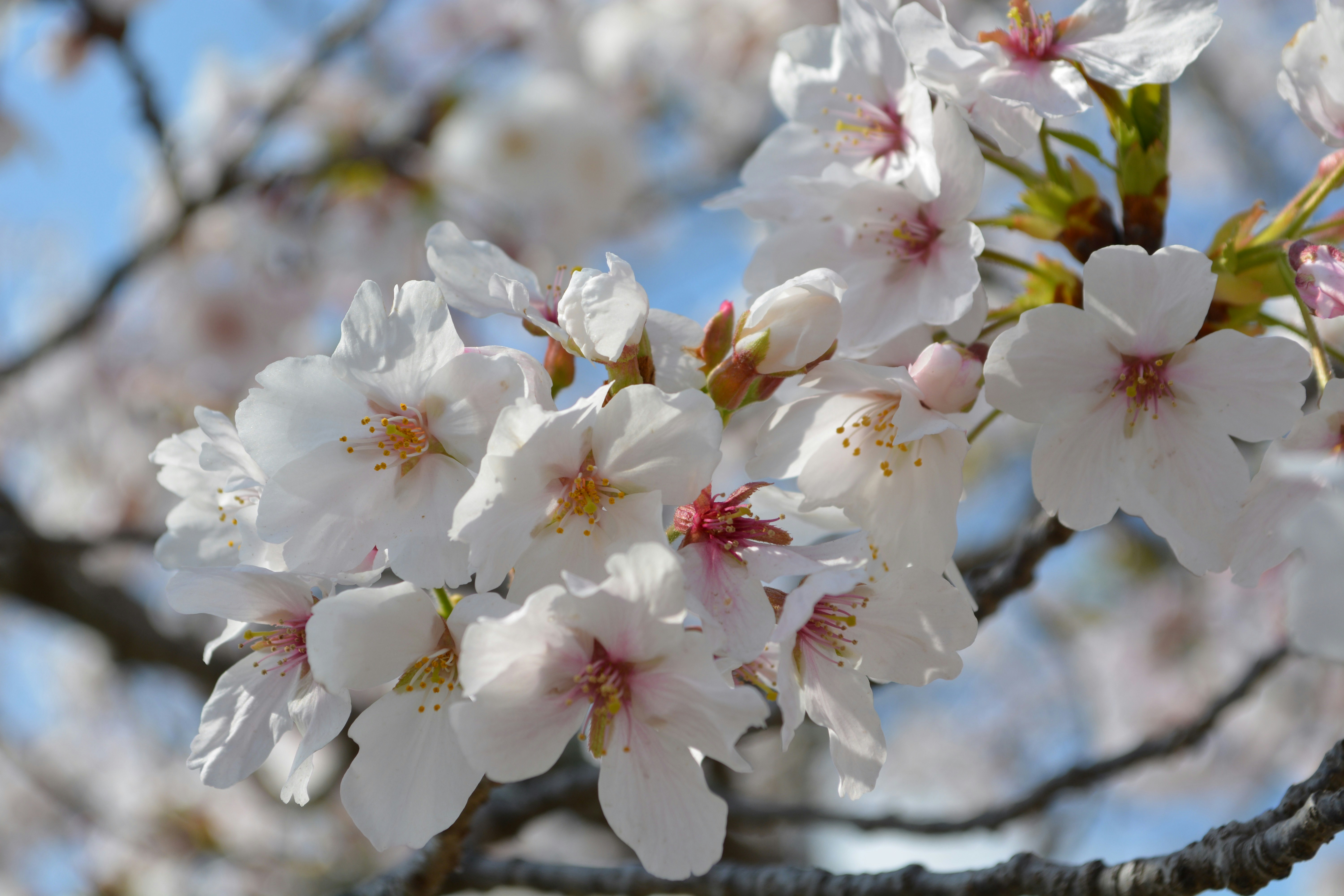 桜の花が枝に咲く春のクローズアップ