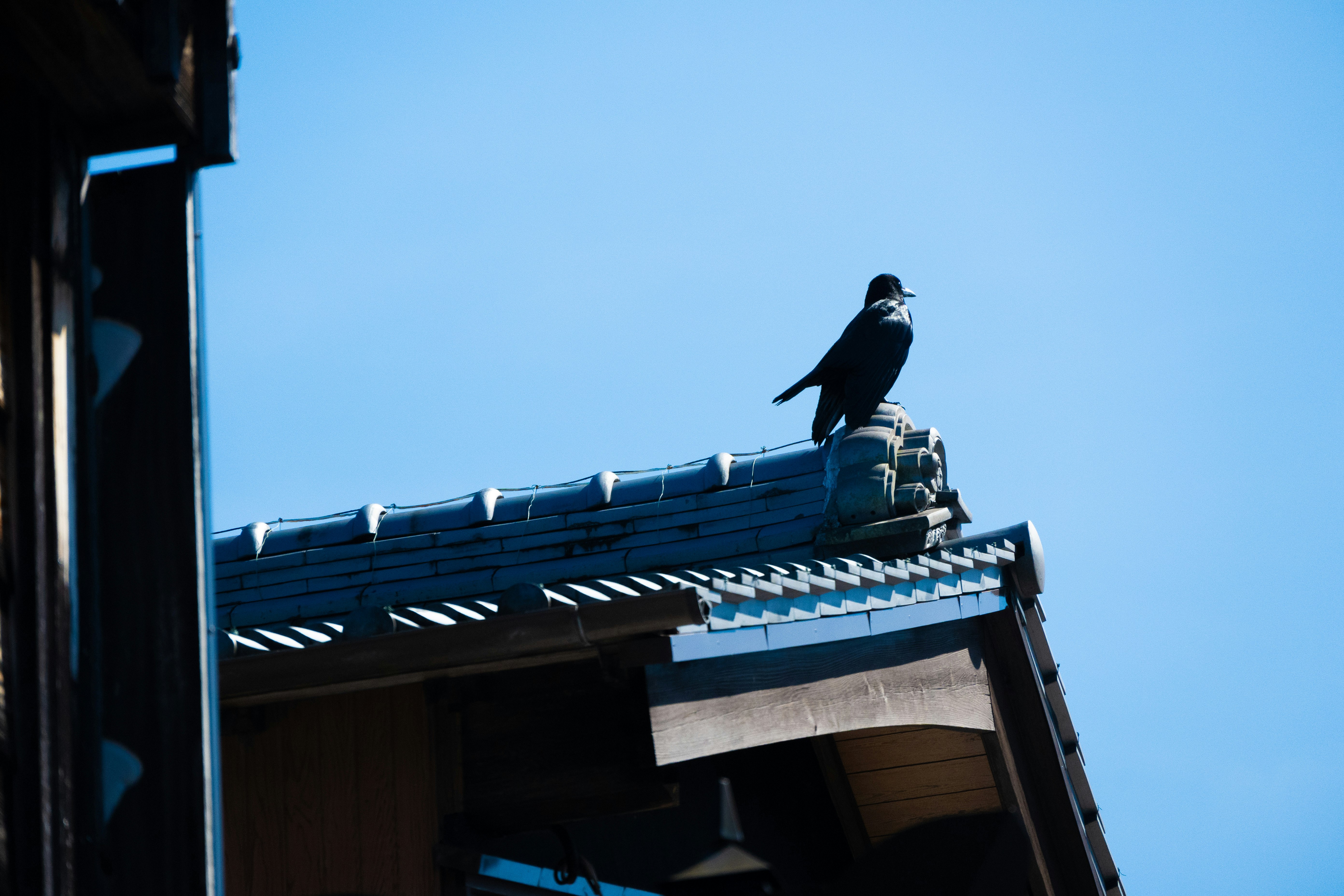 青空の下に屋根の上に立つ鳥のシルエット