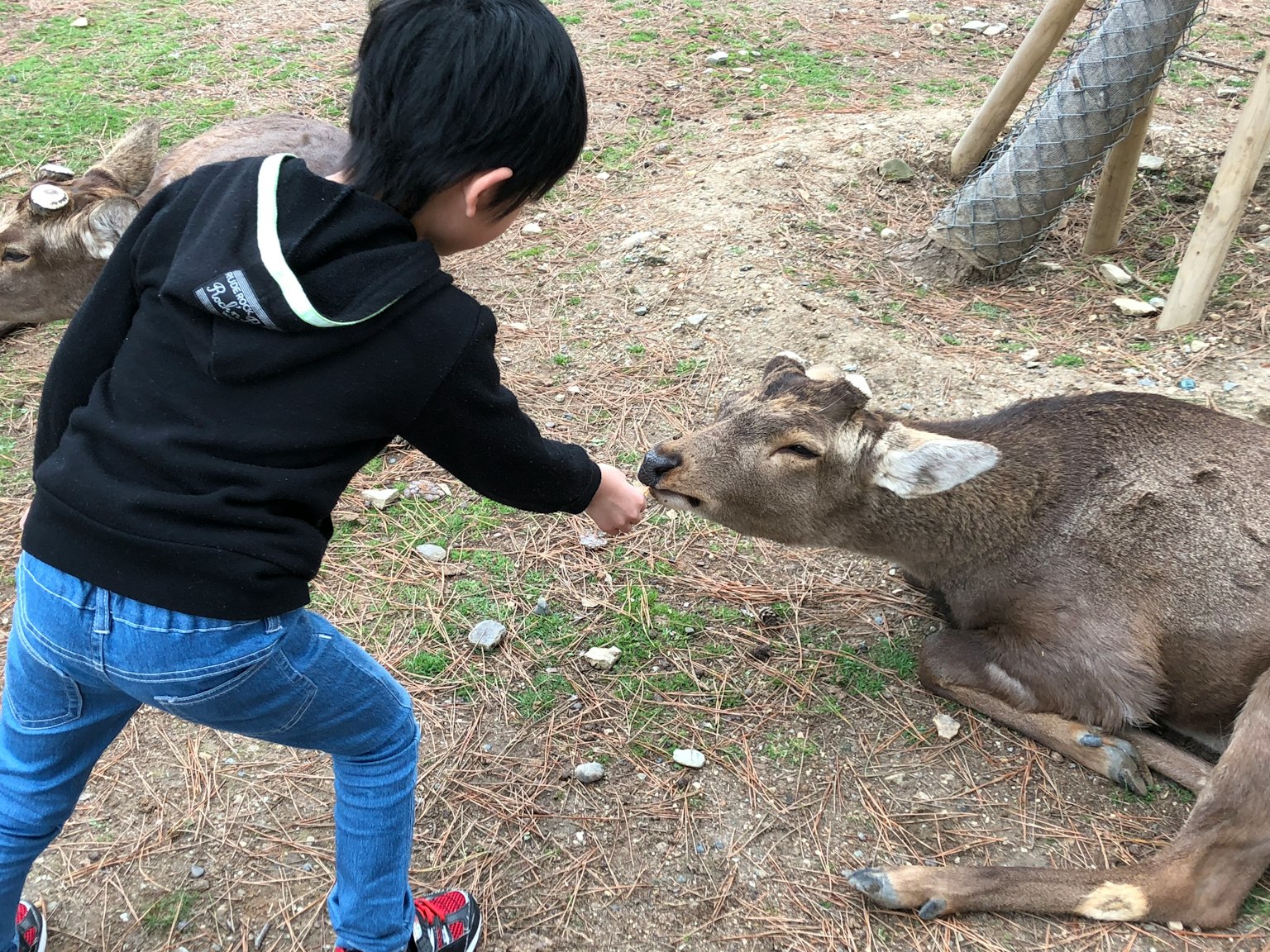 Un enfant nourrissant un cerf dans un cadre naturel