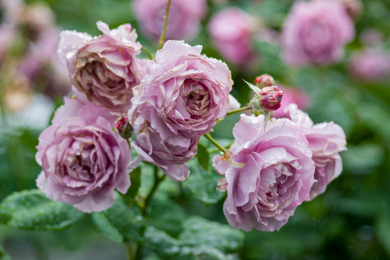 Magnifique bouquet de roses roses pâles avec des pétales qui se chevauchent