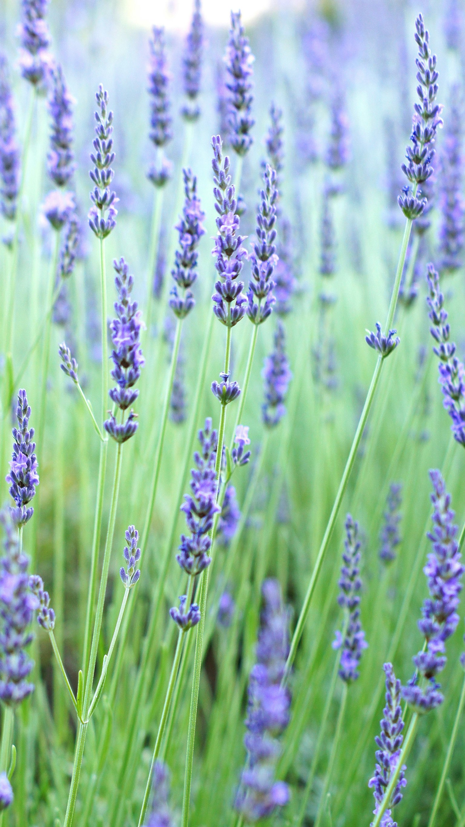 Lavendelfeld mit blauen-violetten Blumen in Blüte