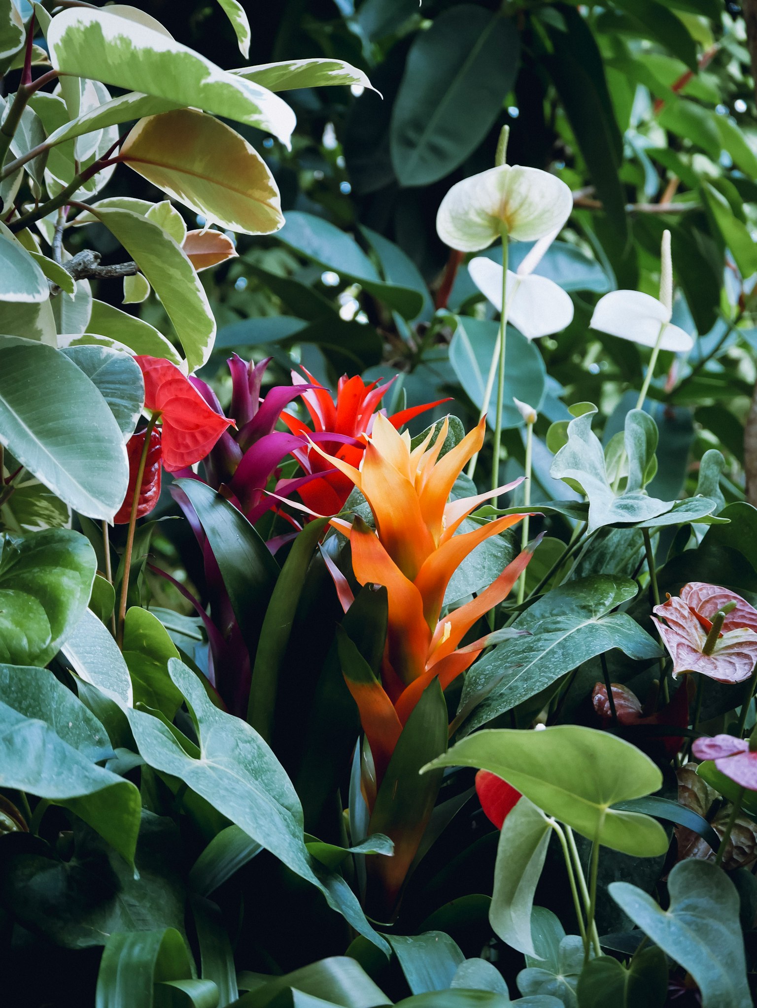 Vibrant orange flower surrounded by lush green leaves and colorful blooms