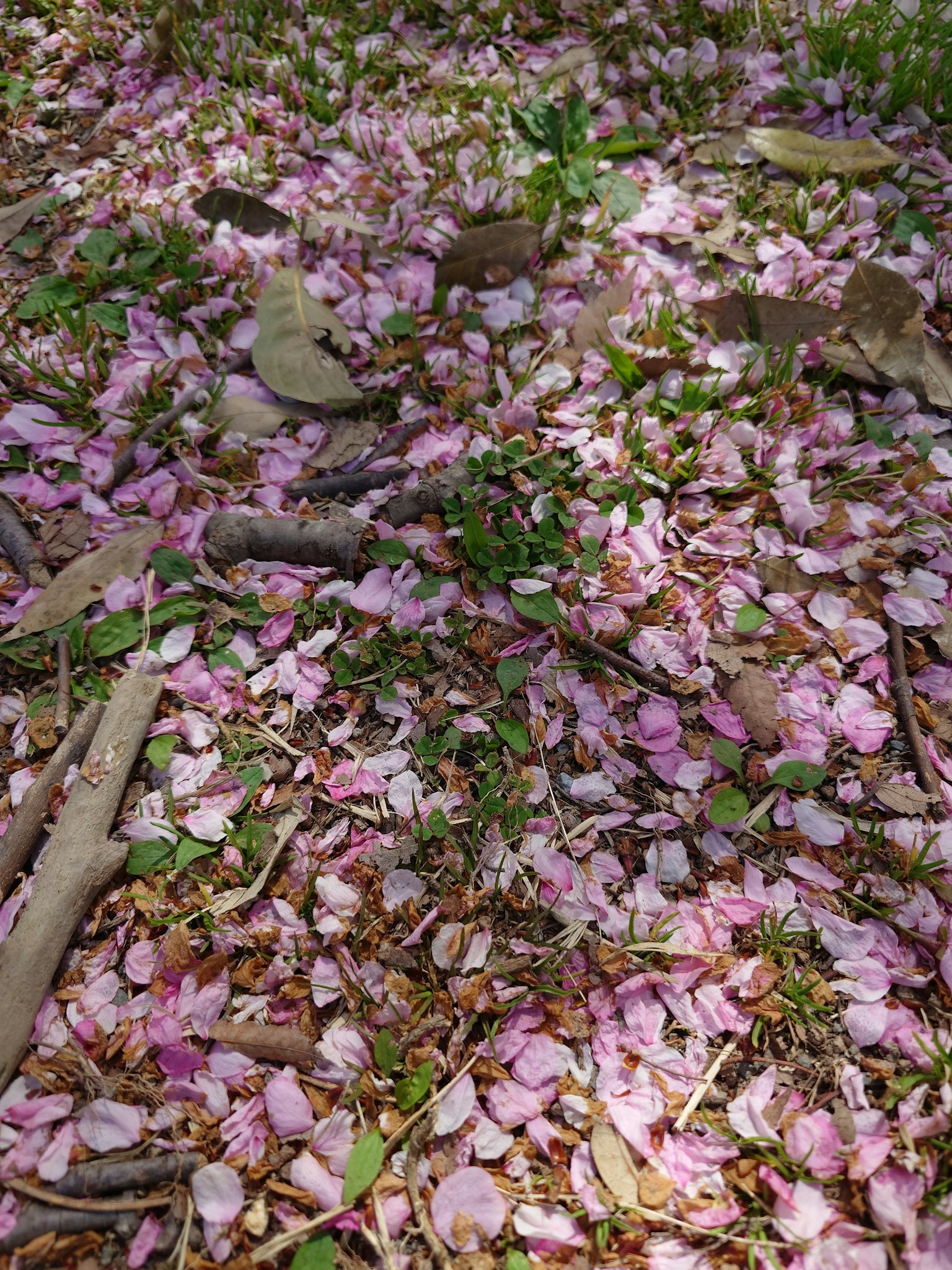 地面覆盖着粉色樱花花瓣和绿色草坪