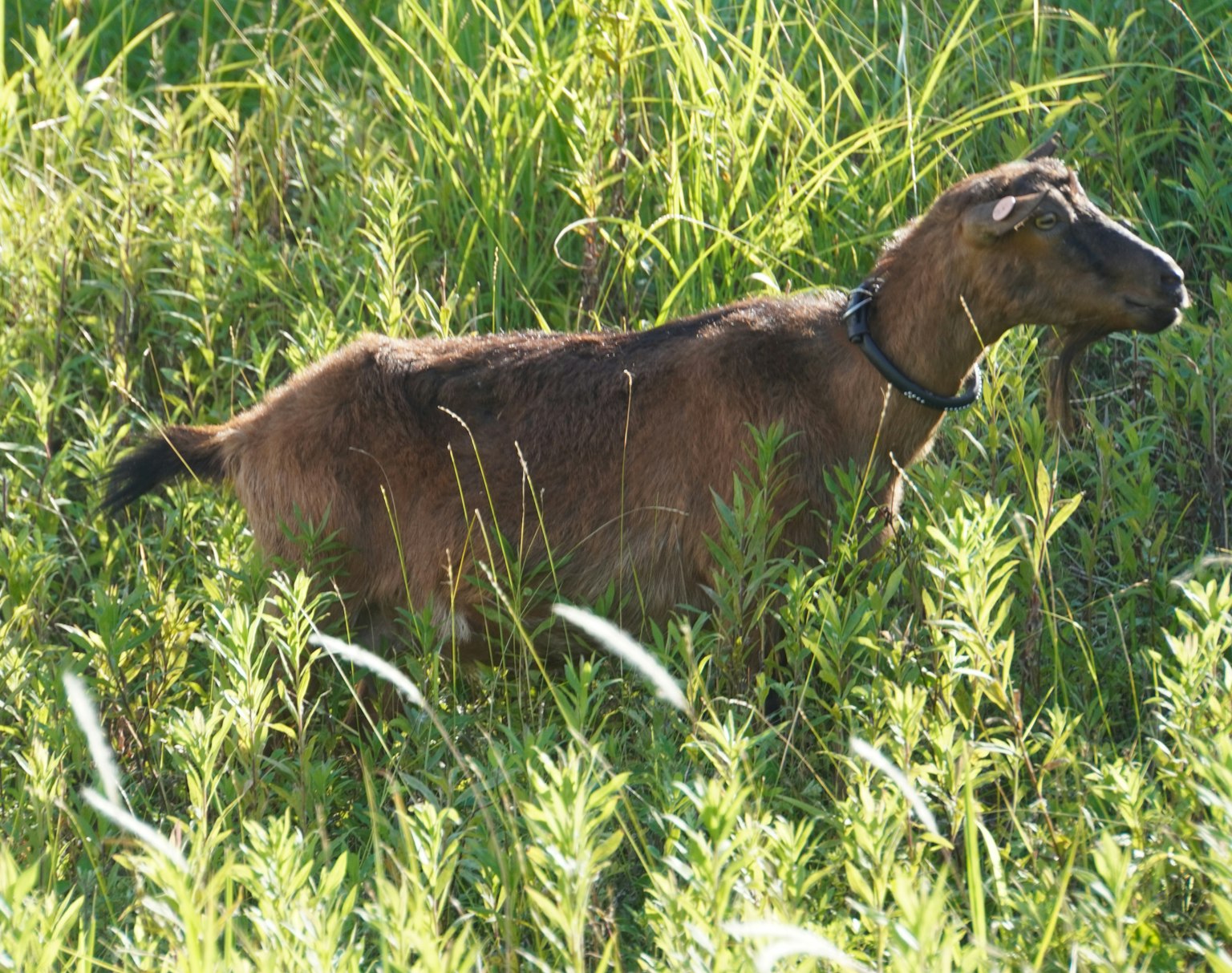 Brown goat standing in tall grass
