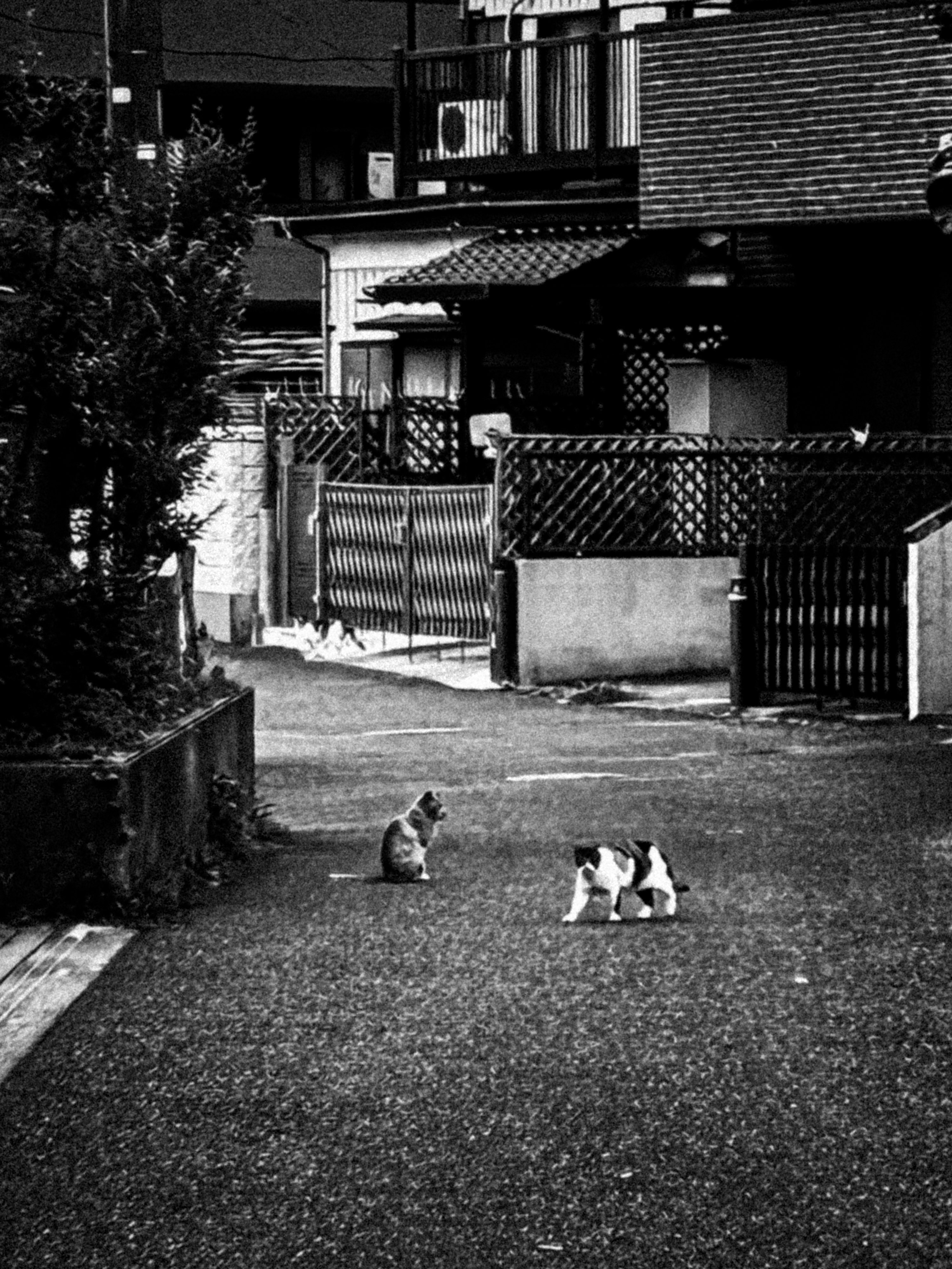 quiet residential alley with cats and a dog on a paved lane