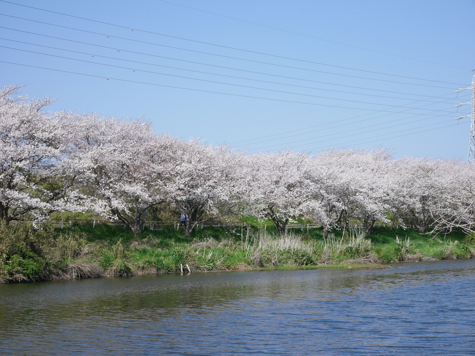 Cherry blossom trees in full bloom along a calm river under a clear blue sky