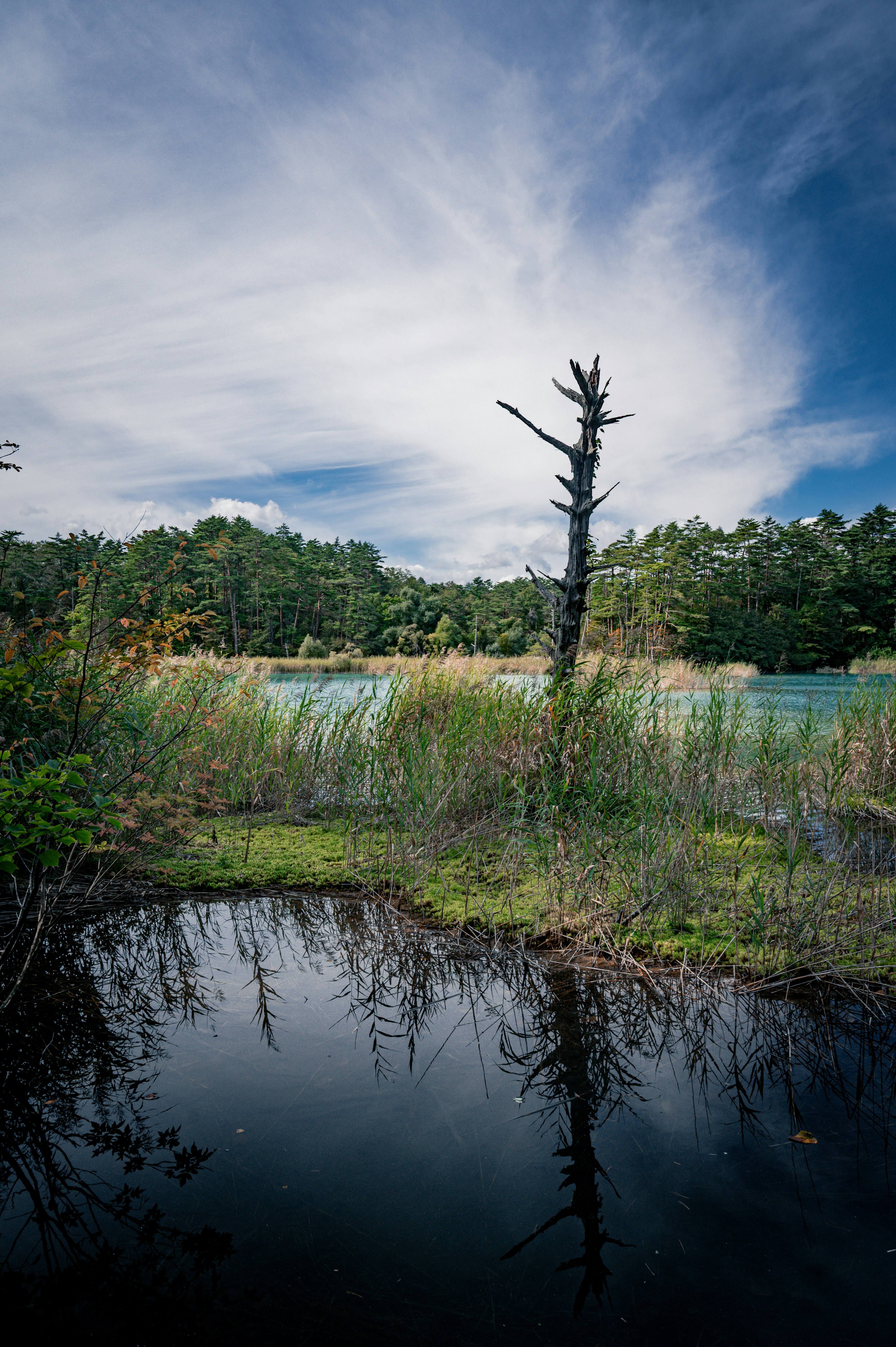 水辺に立つ枯れ木と湿地の風景