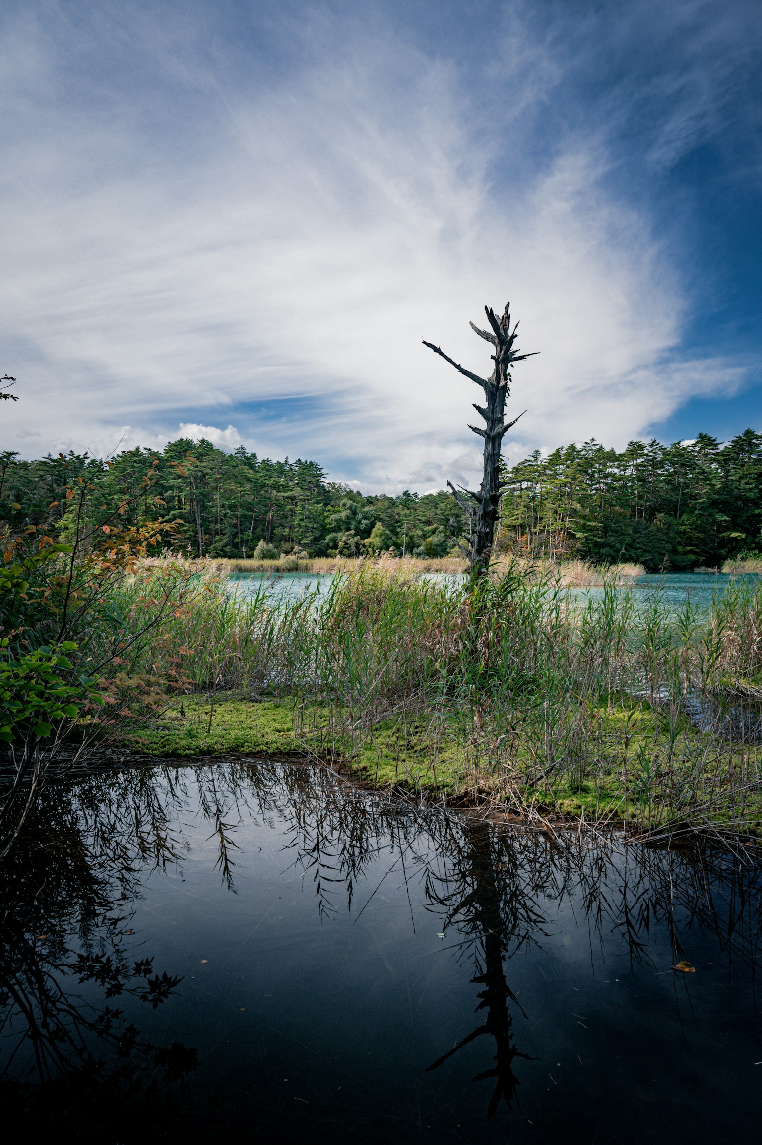 静かな湖の周りに立つ枯れ木と青空の雲