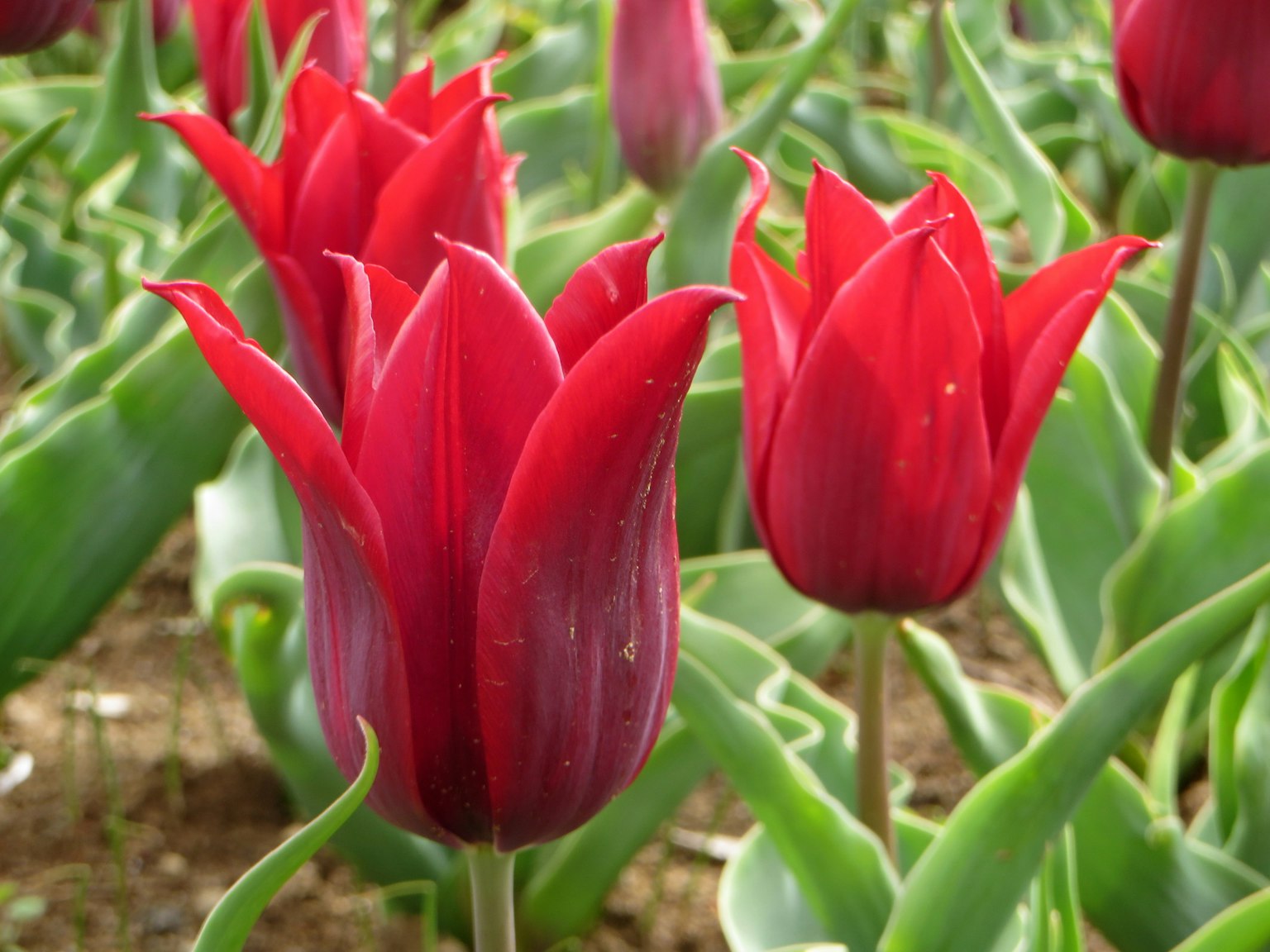 Un campo di tulipani rossi in fiore circondato da foglie verdi e terra