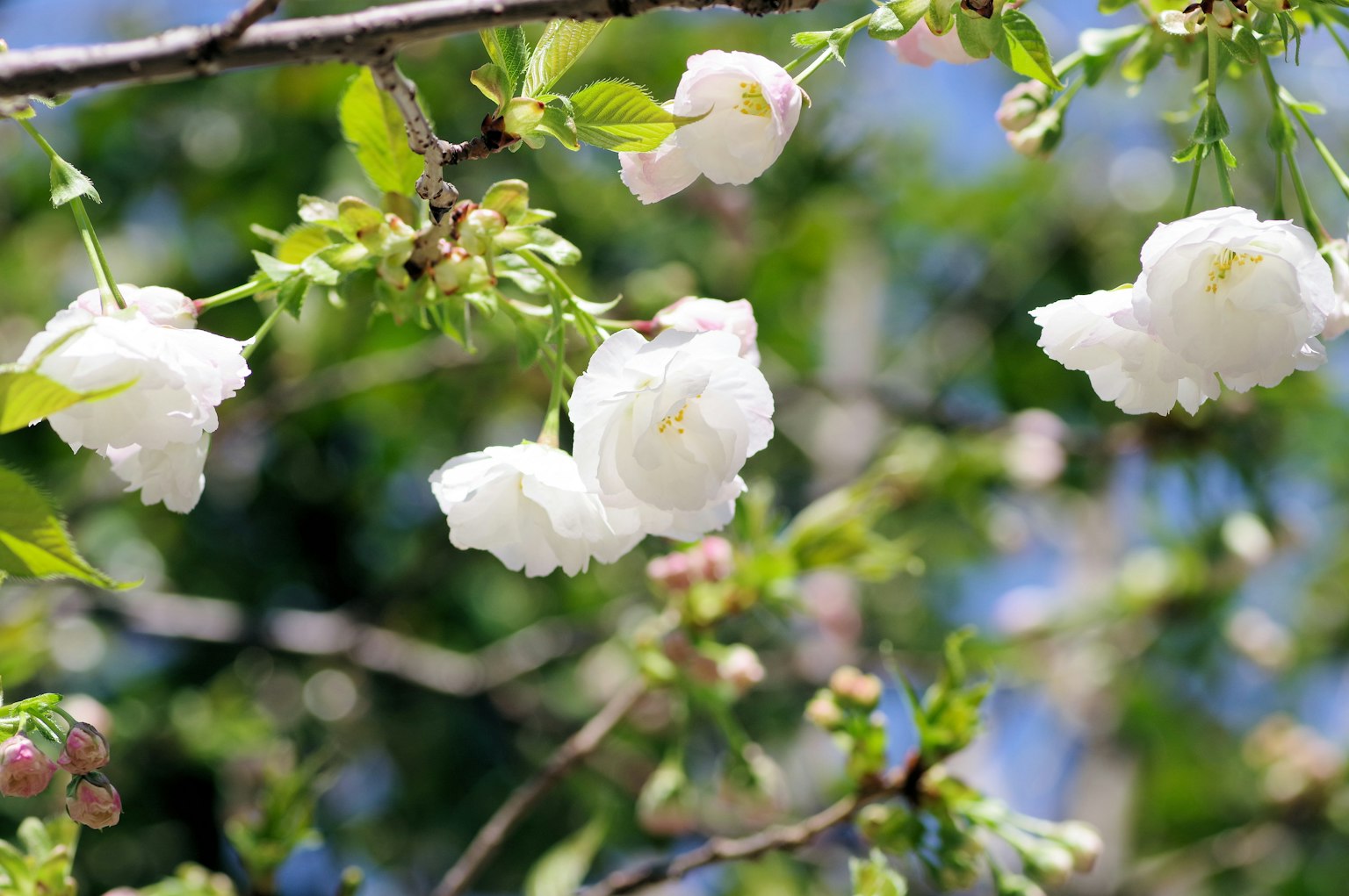 Gros plan de fleurs de cerisier blanches sur une branche
