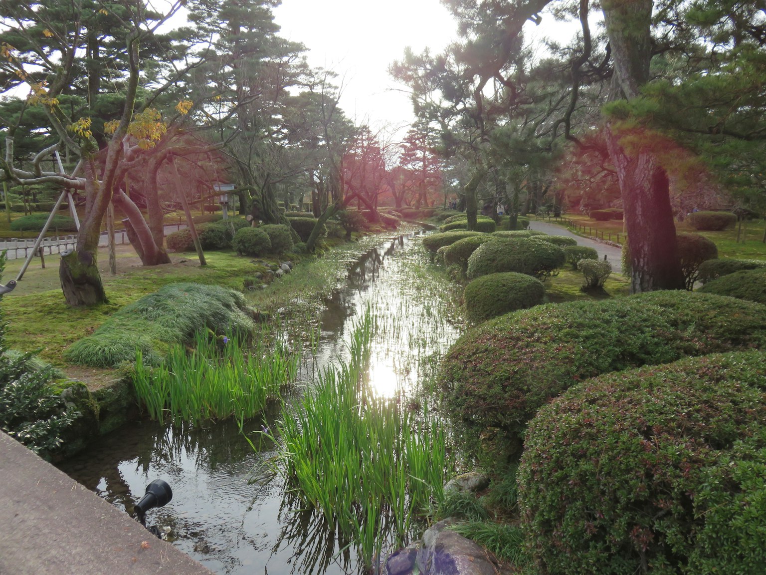 宁静的日本花园场景，郁郁葱葱的绿植和宁静的小溪