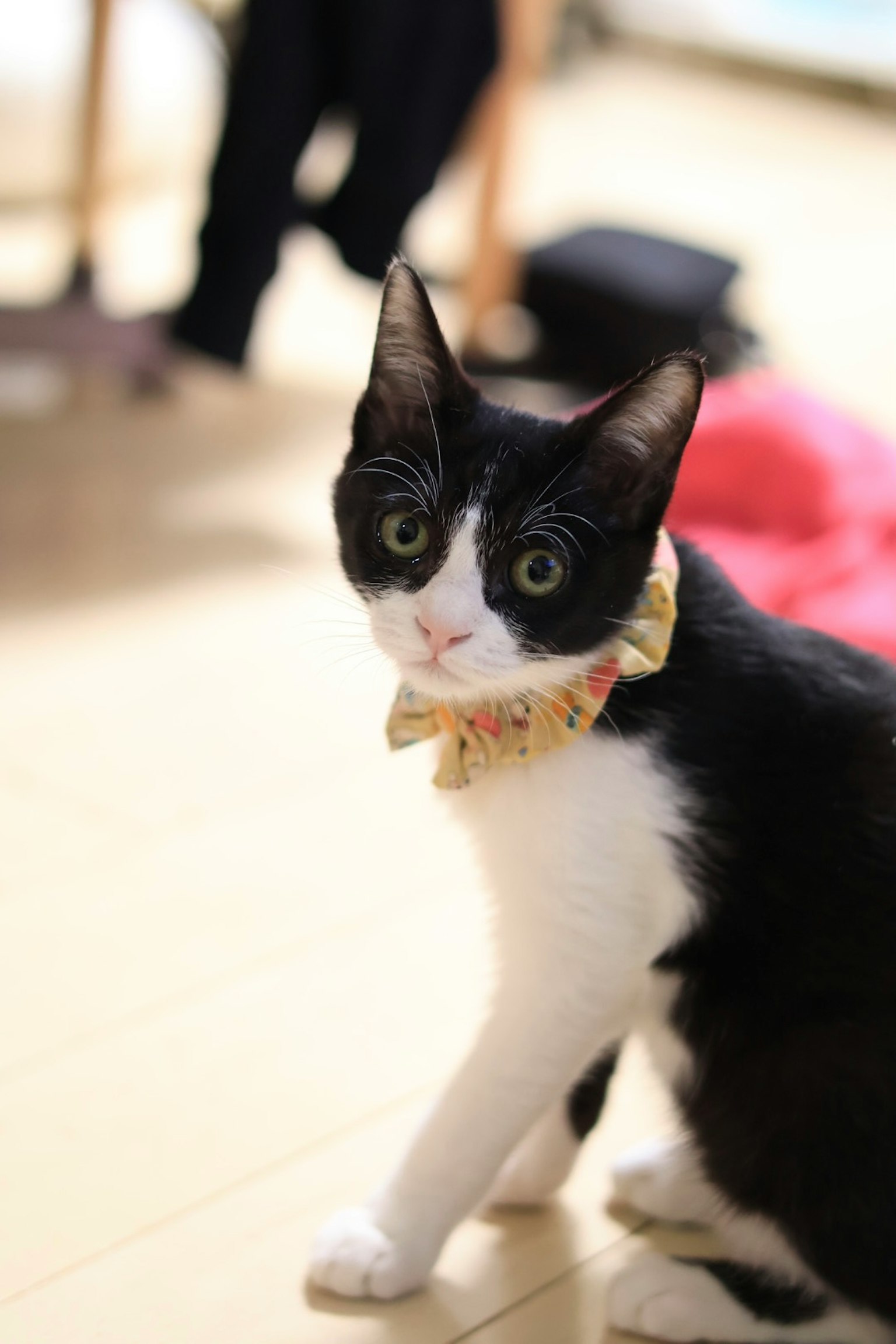 Black and white cat wearing a bow tie in an indoor setting