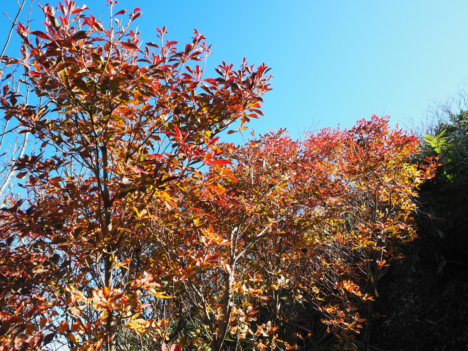 Alberi autunnali con foglie rosse e arancioni vivaci sotto un cielo blu chiaro