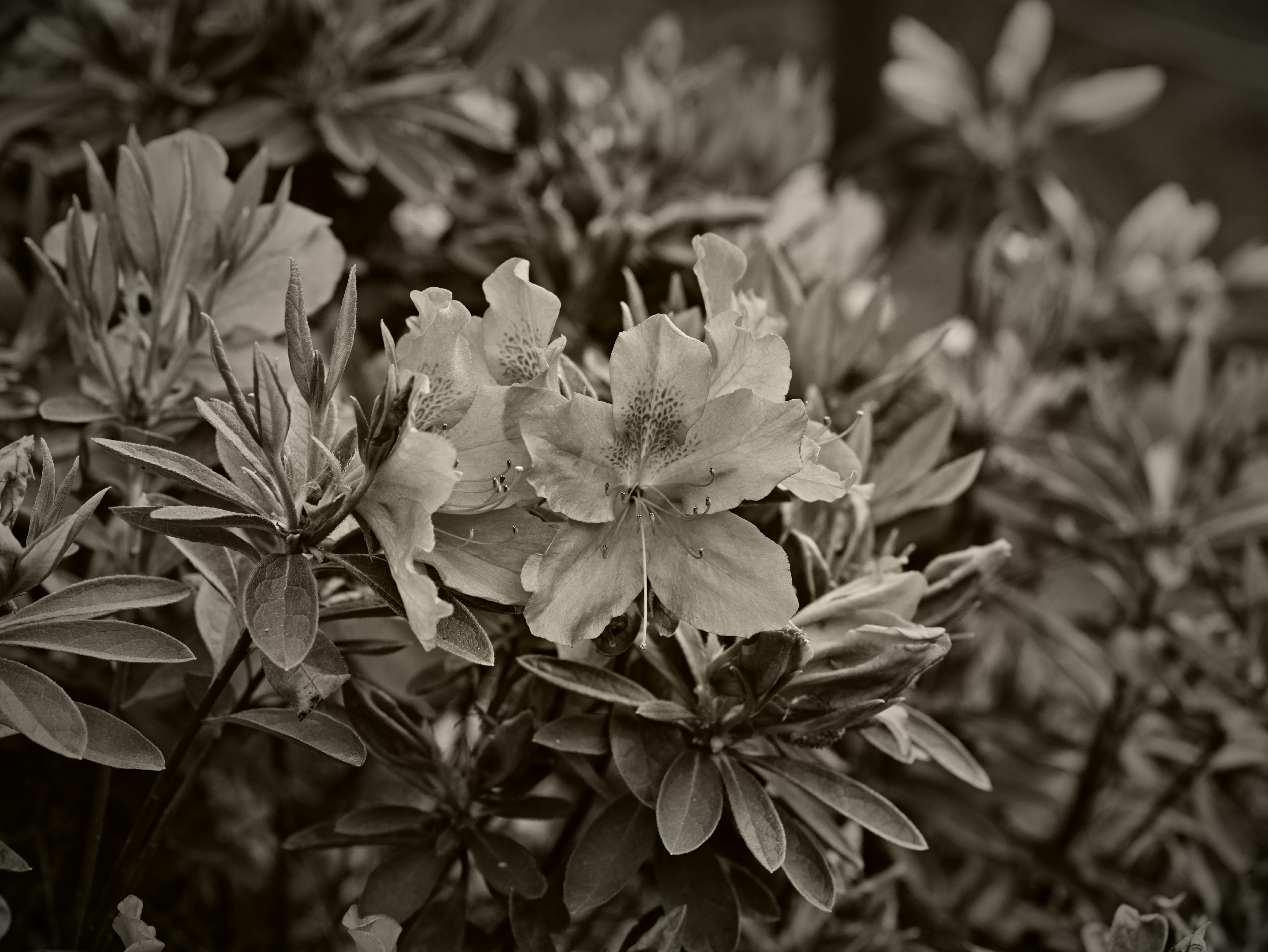 白い花が咲いたアザレアの群れのモノクロ写真
