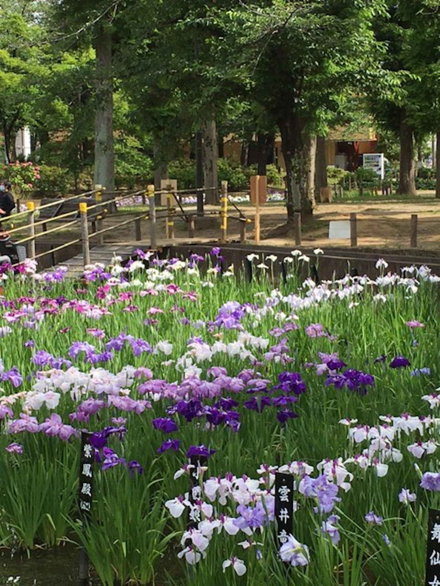 美丽的花园场景，紫色和白色的花朵