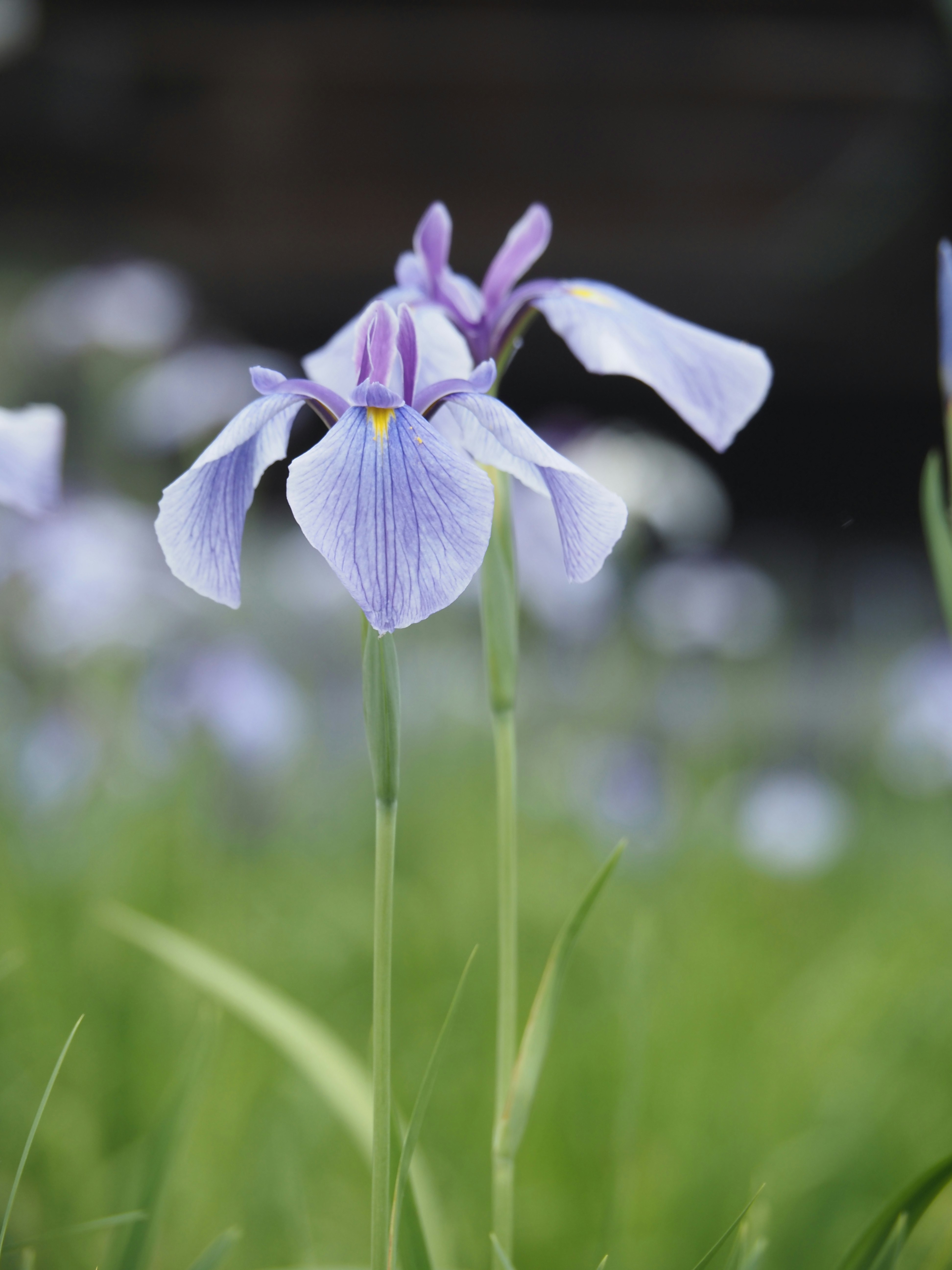 花菖蒲の花が咲く庭のクローズアップ